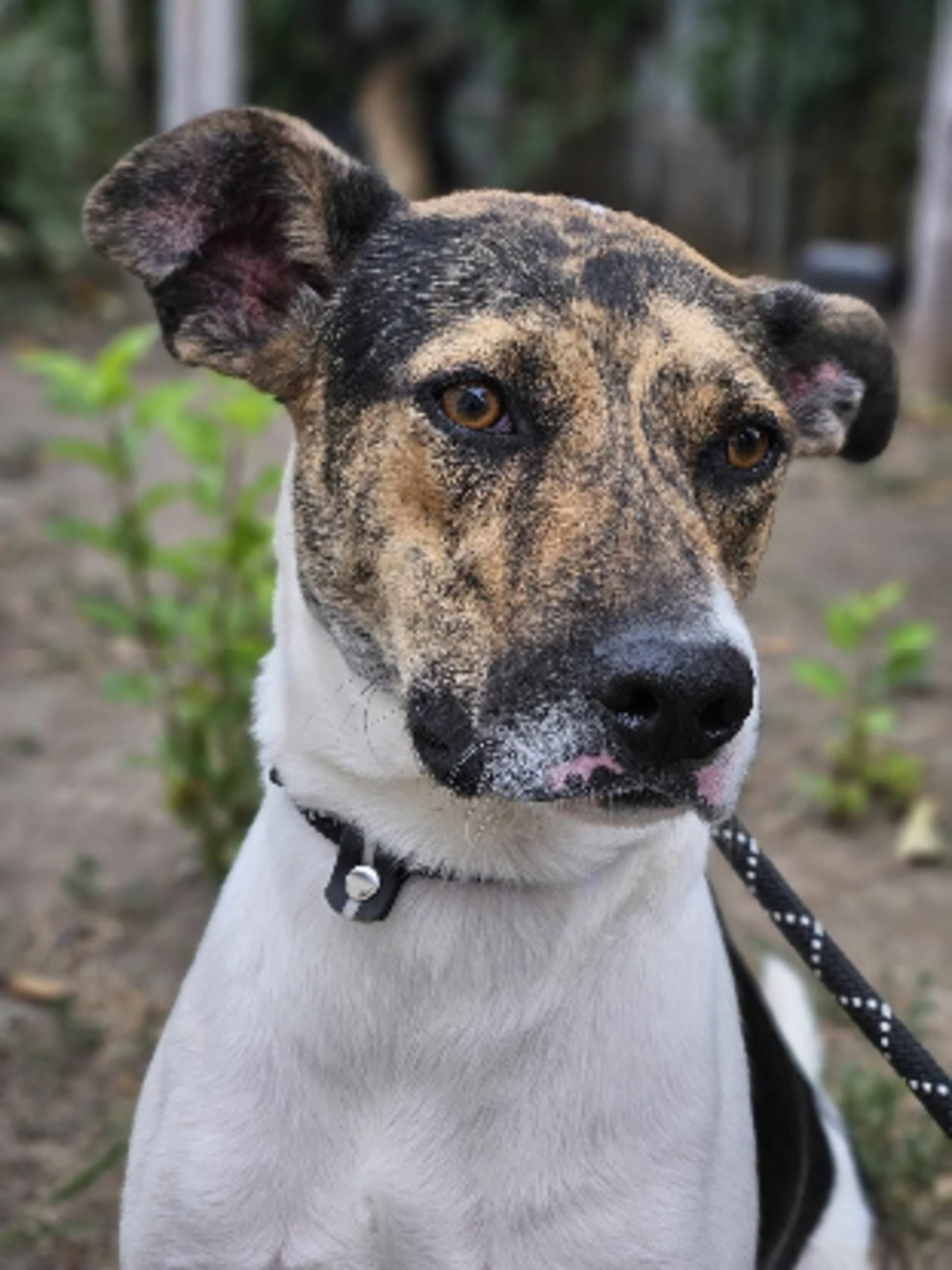 Adoption Uno