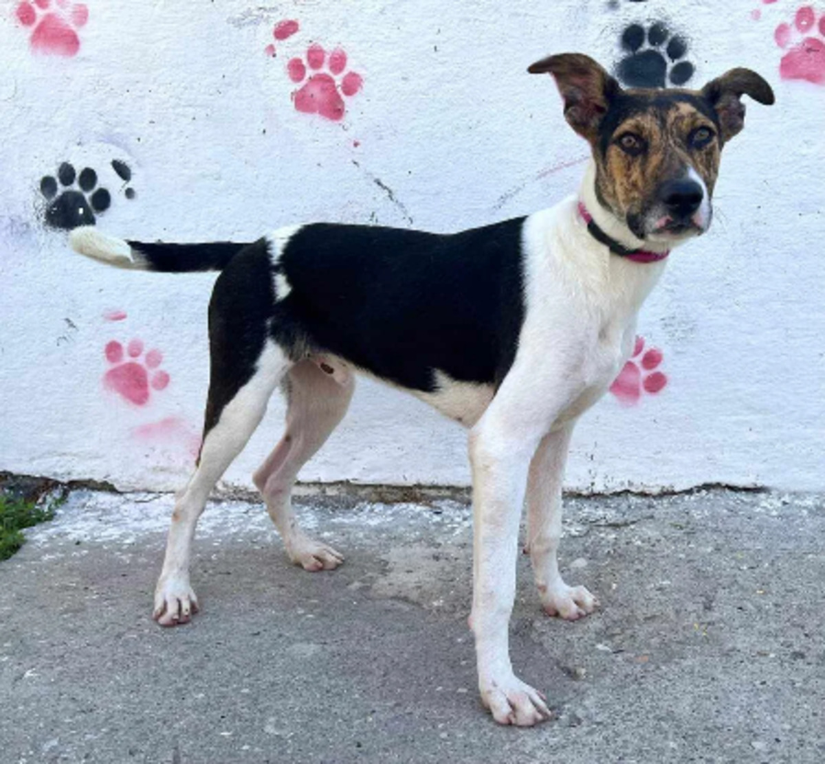 Adoption Uno