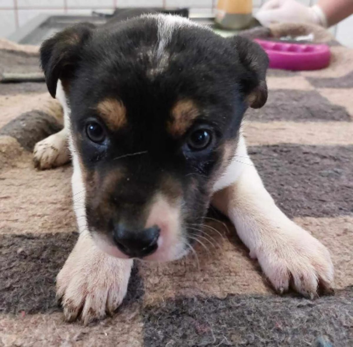 Adoption Uno