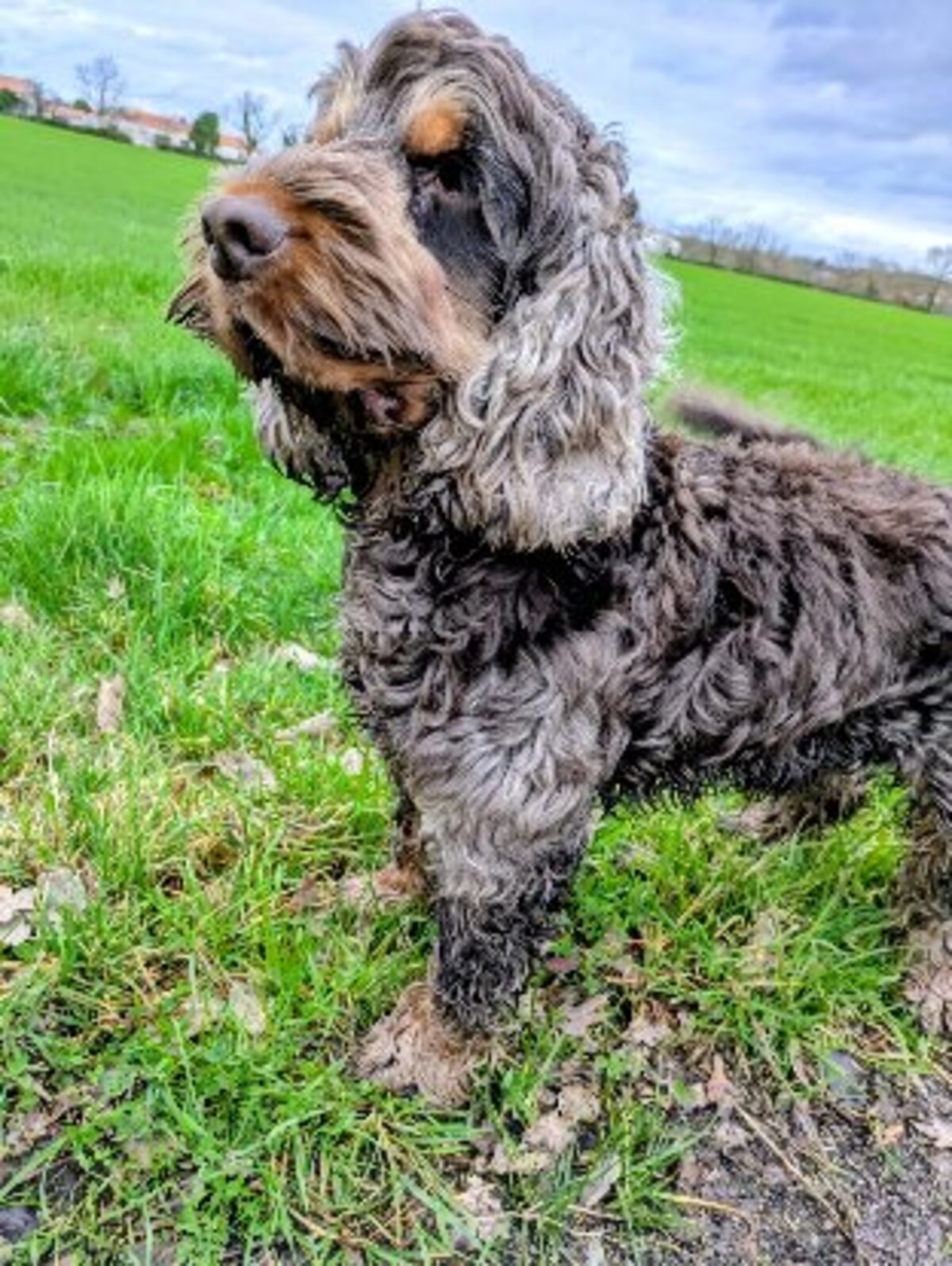 Adoption Usko