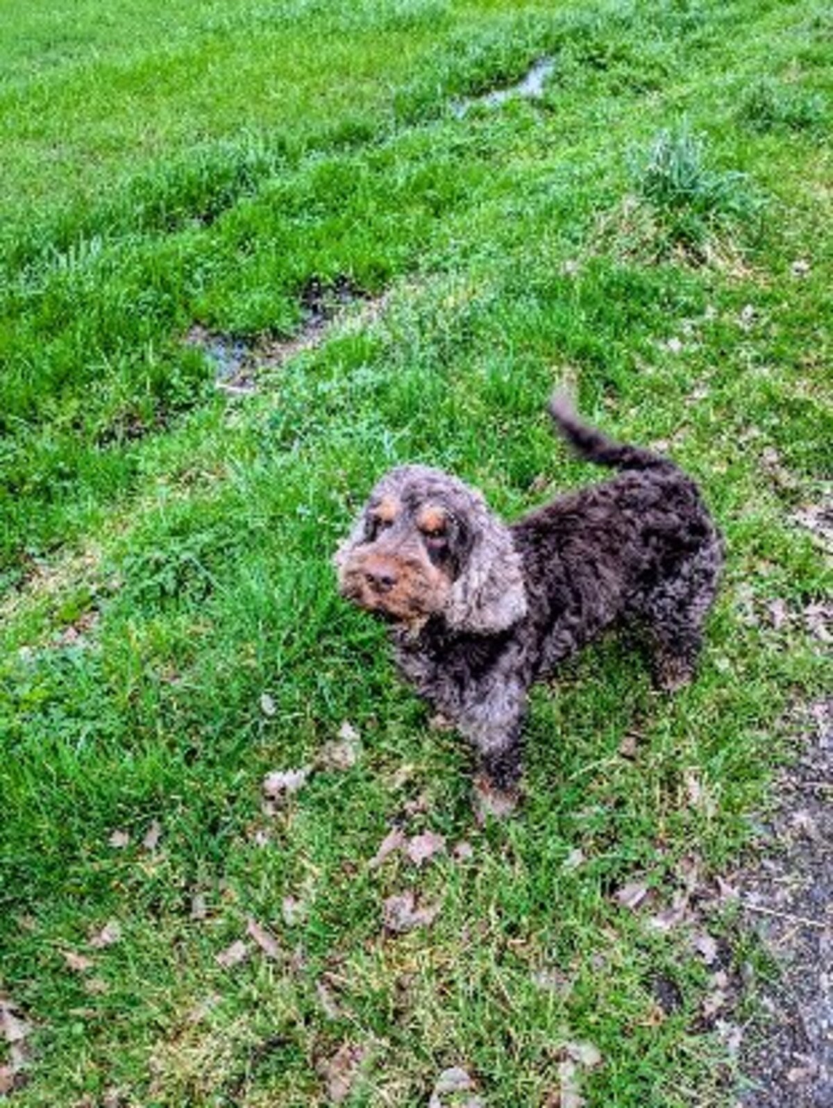 Adoption Usko