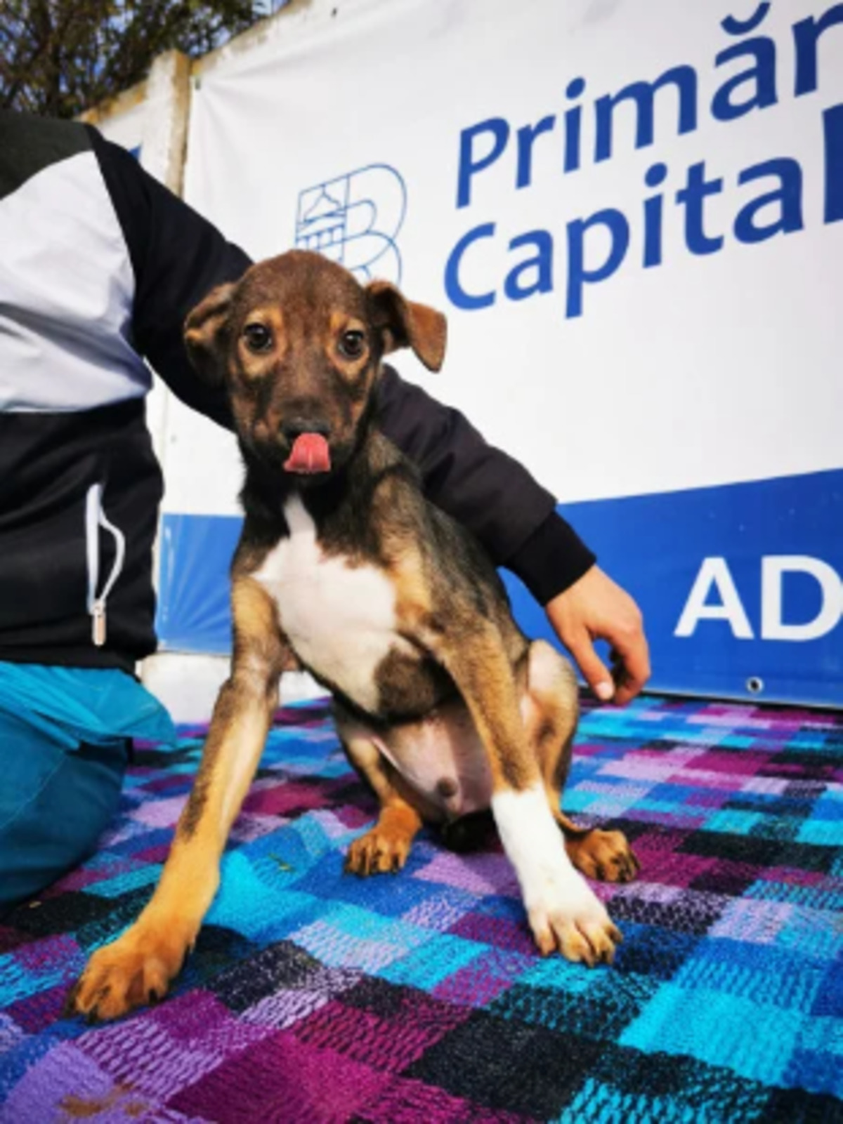 Adoption Utah