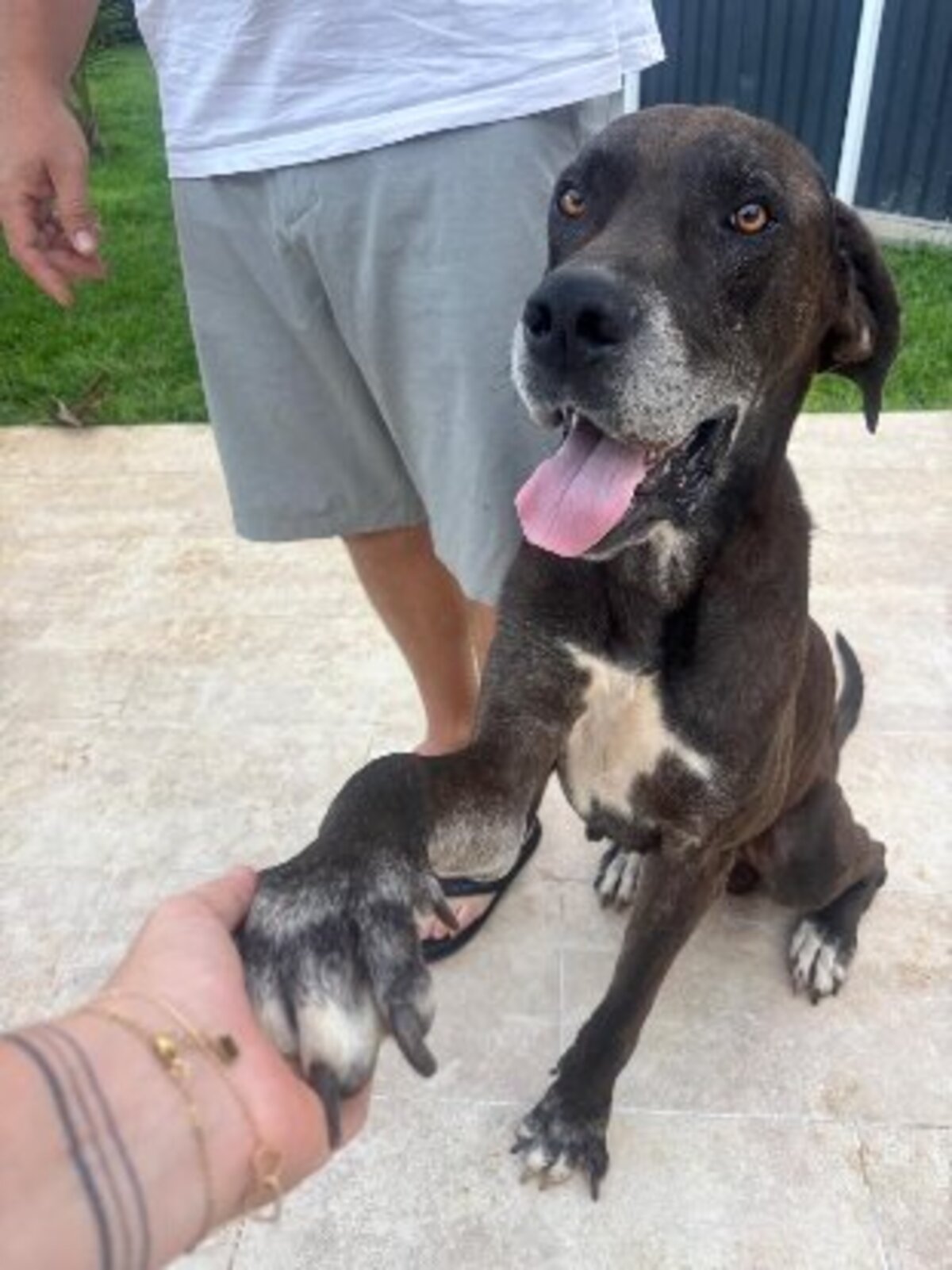 Adoption Vaïko