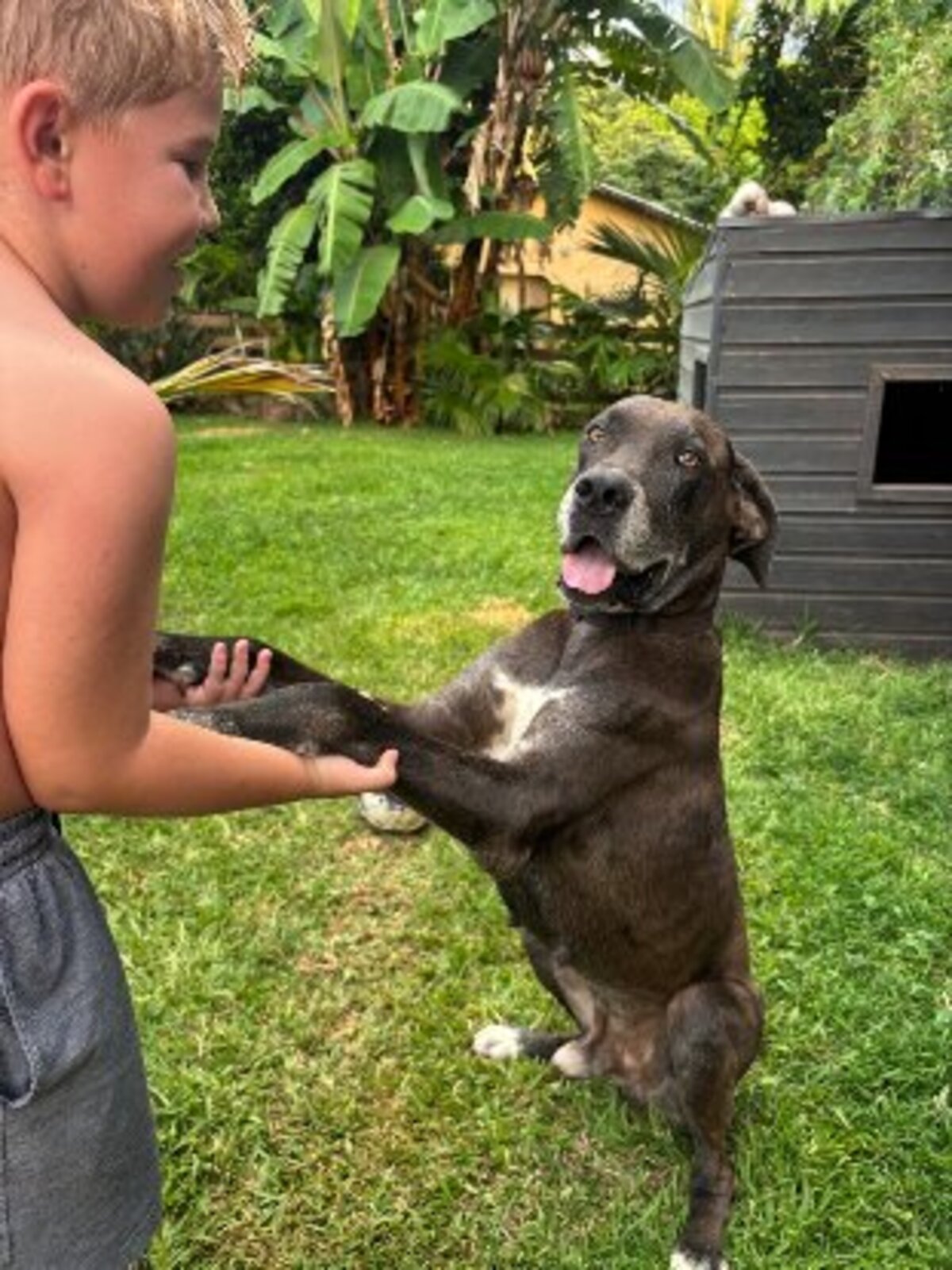 Adoption Vaïko