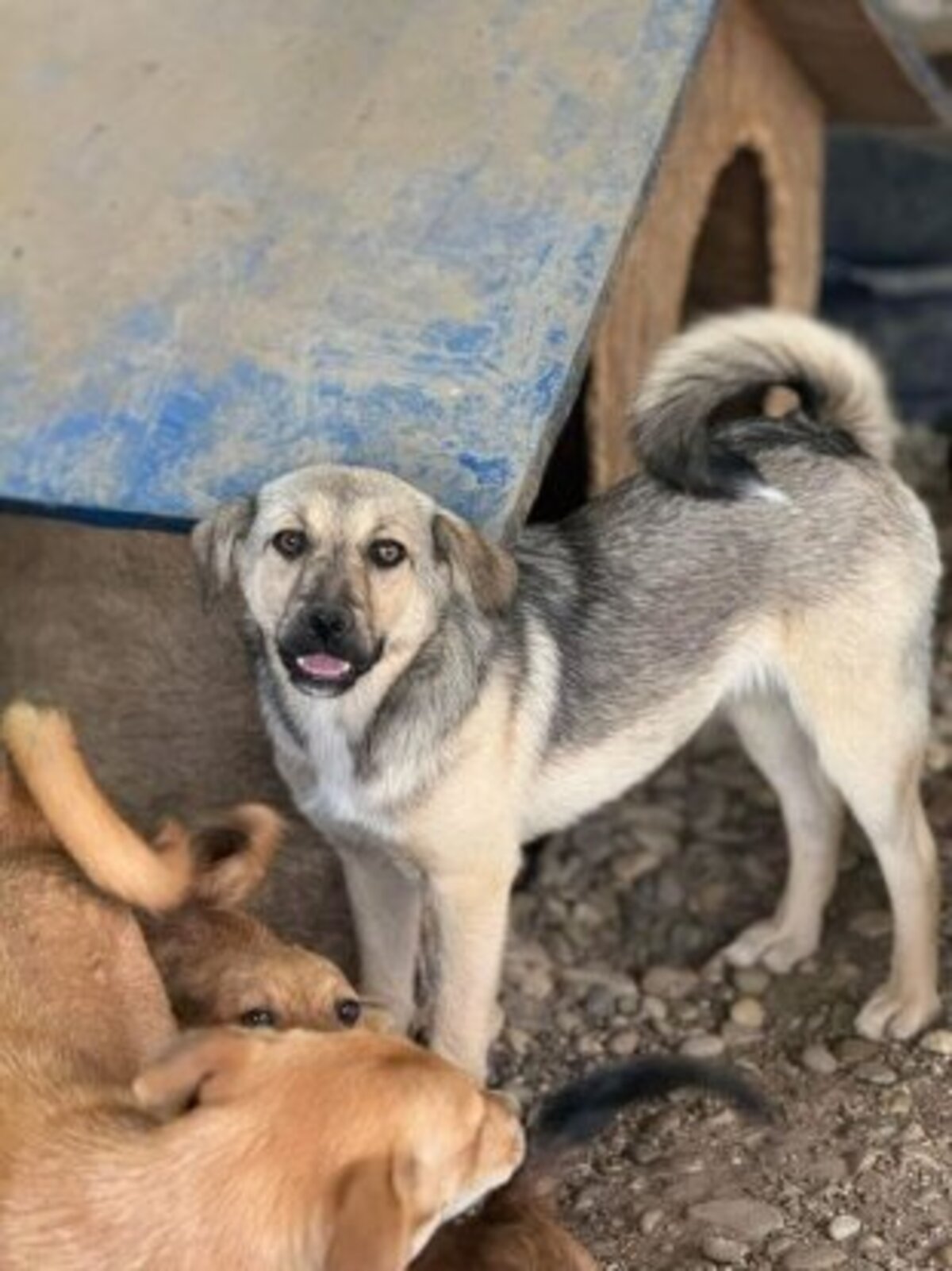 Adoption Valdor