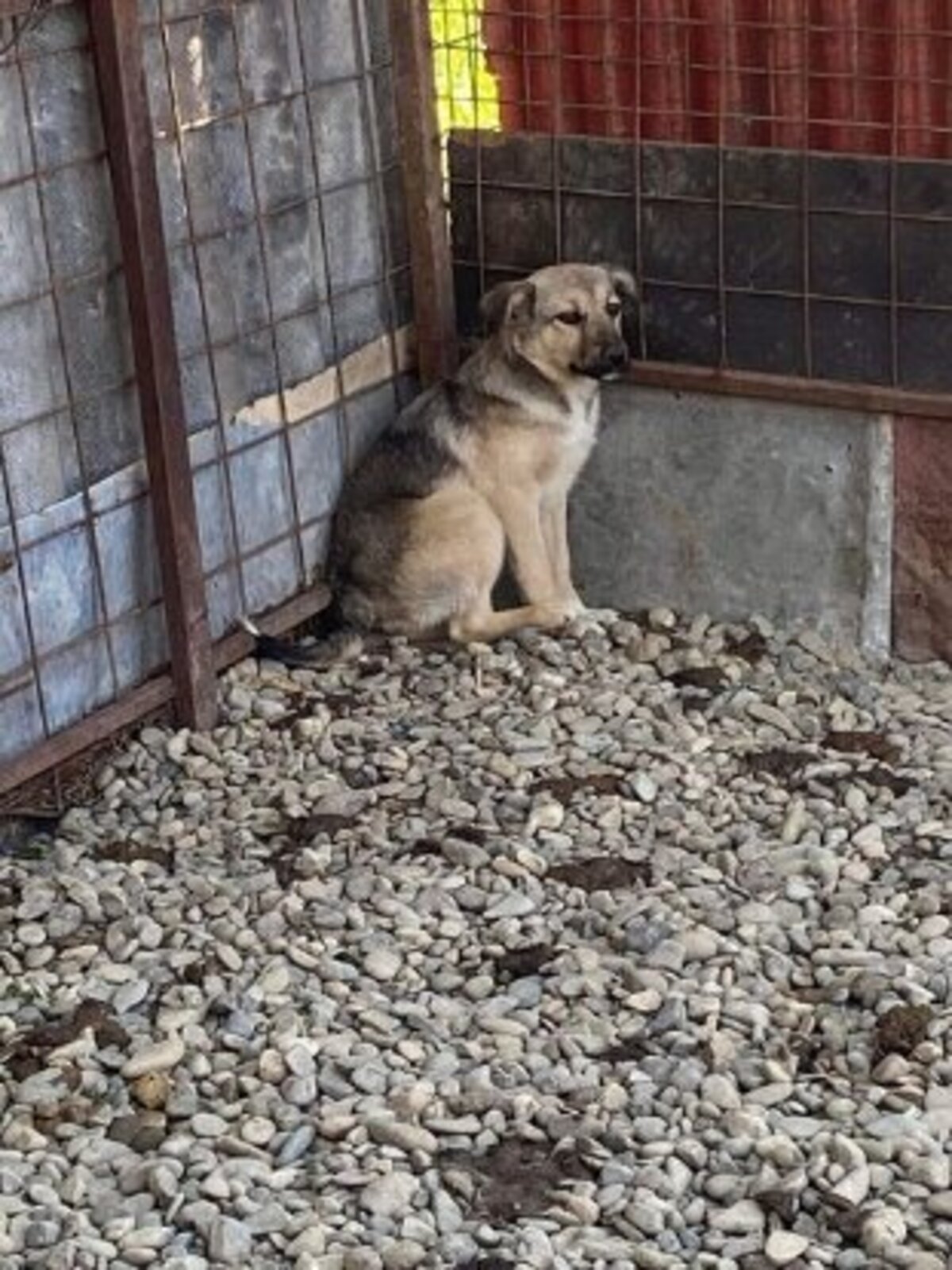 Adoption Valdor