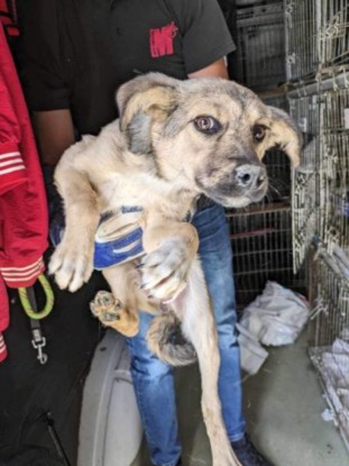 Adoption Valdor