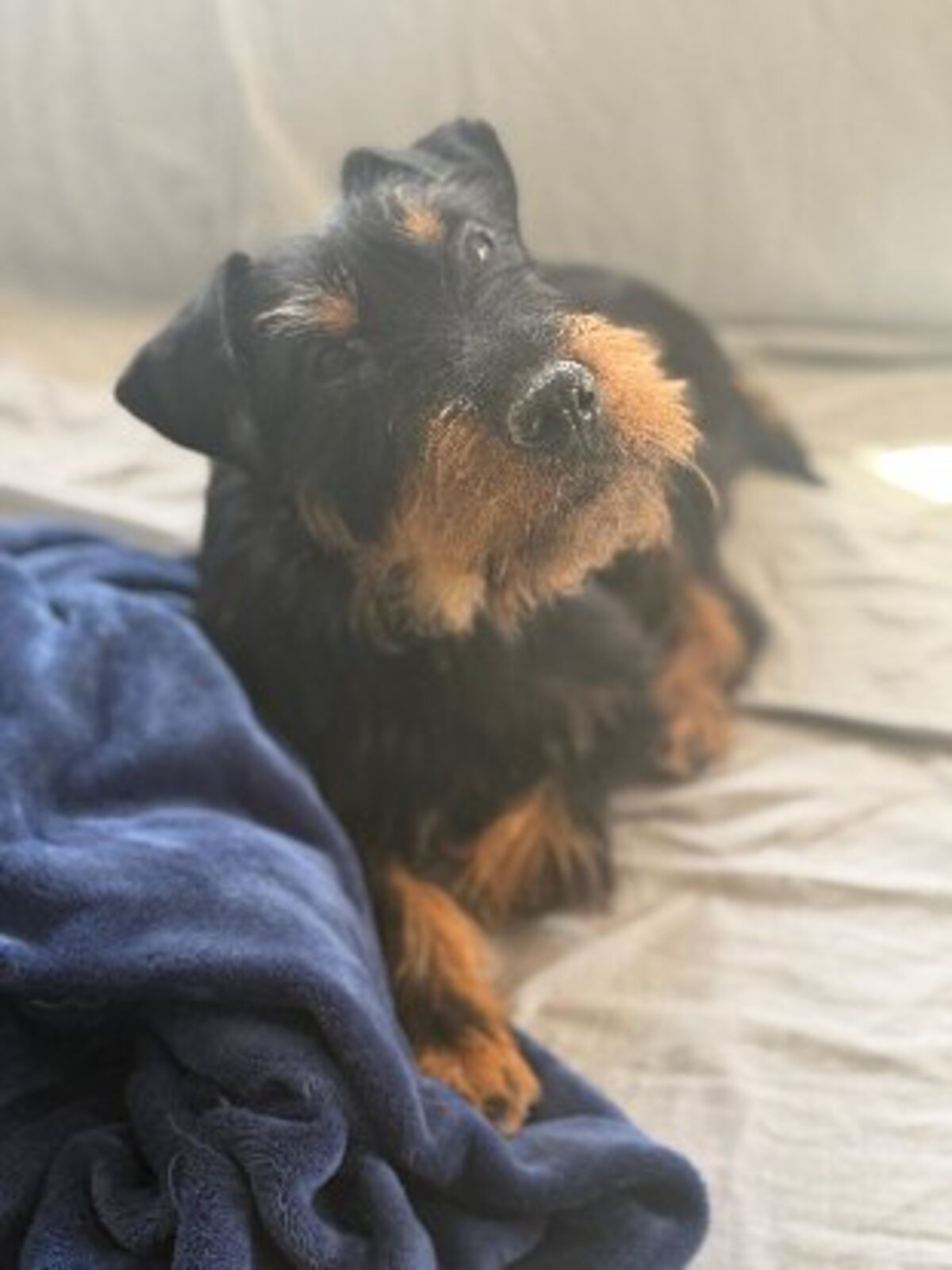 Adoption Valeria