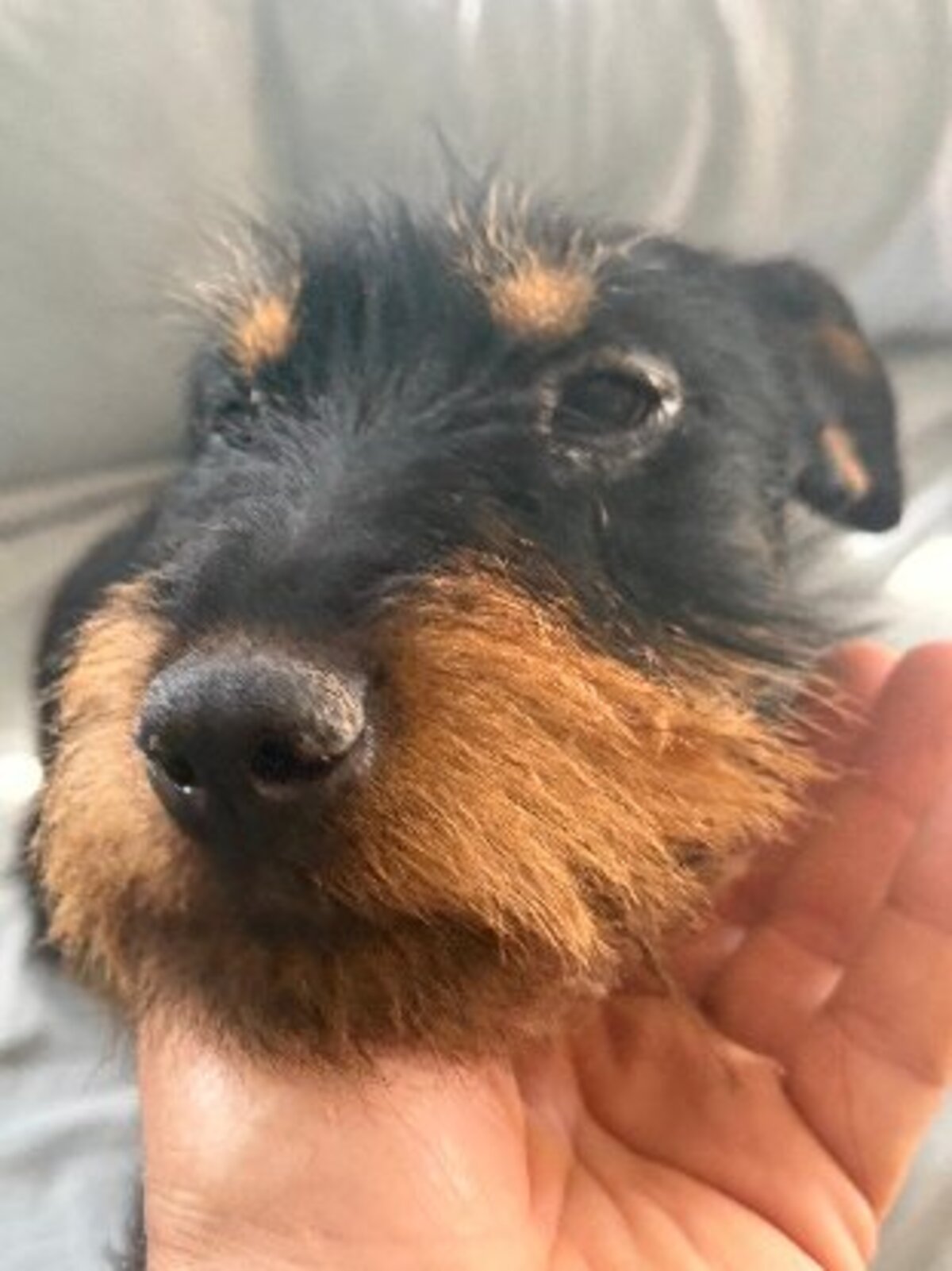 Adoption Valeria
