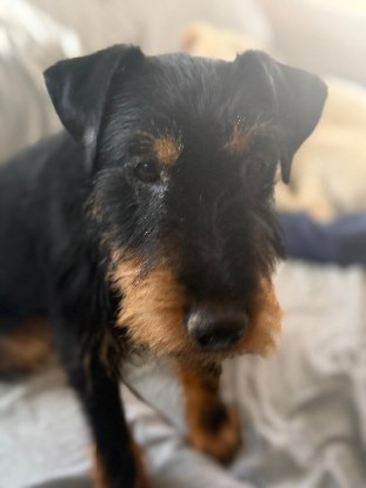 Adoption Valeria