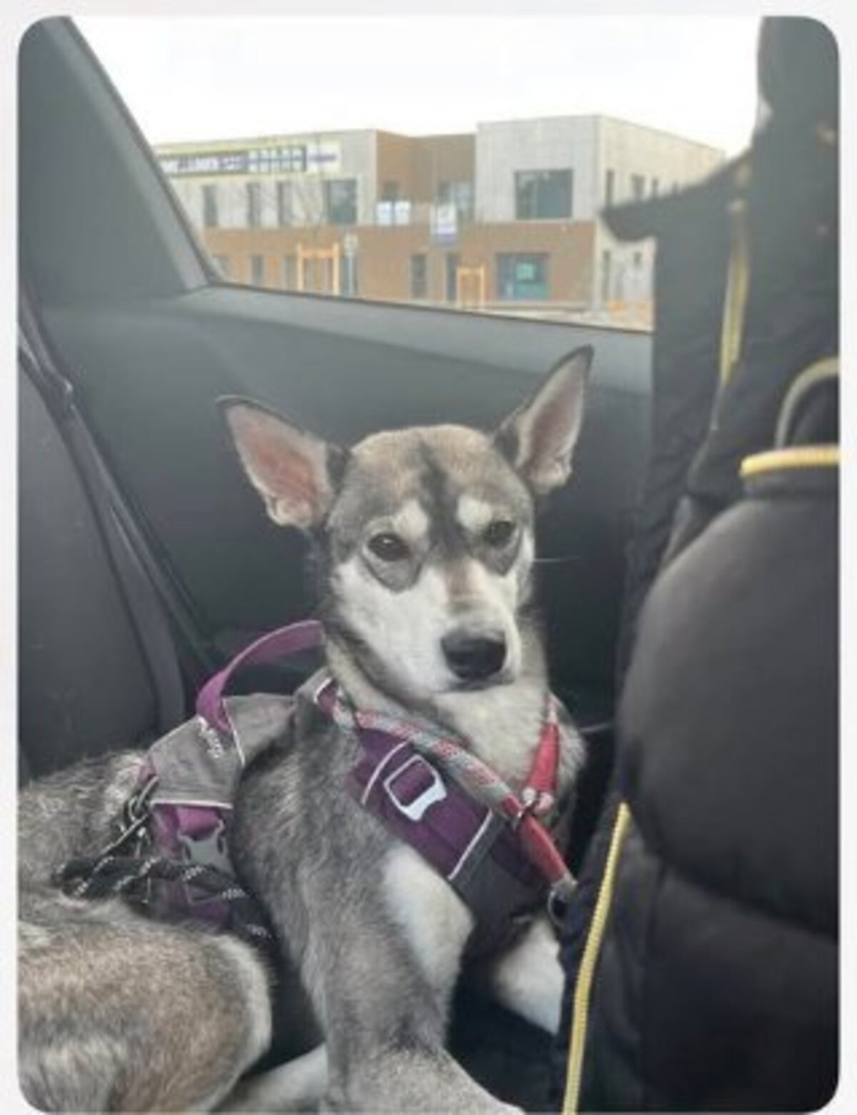 Adoption Valka