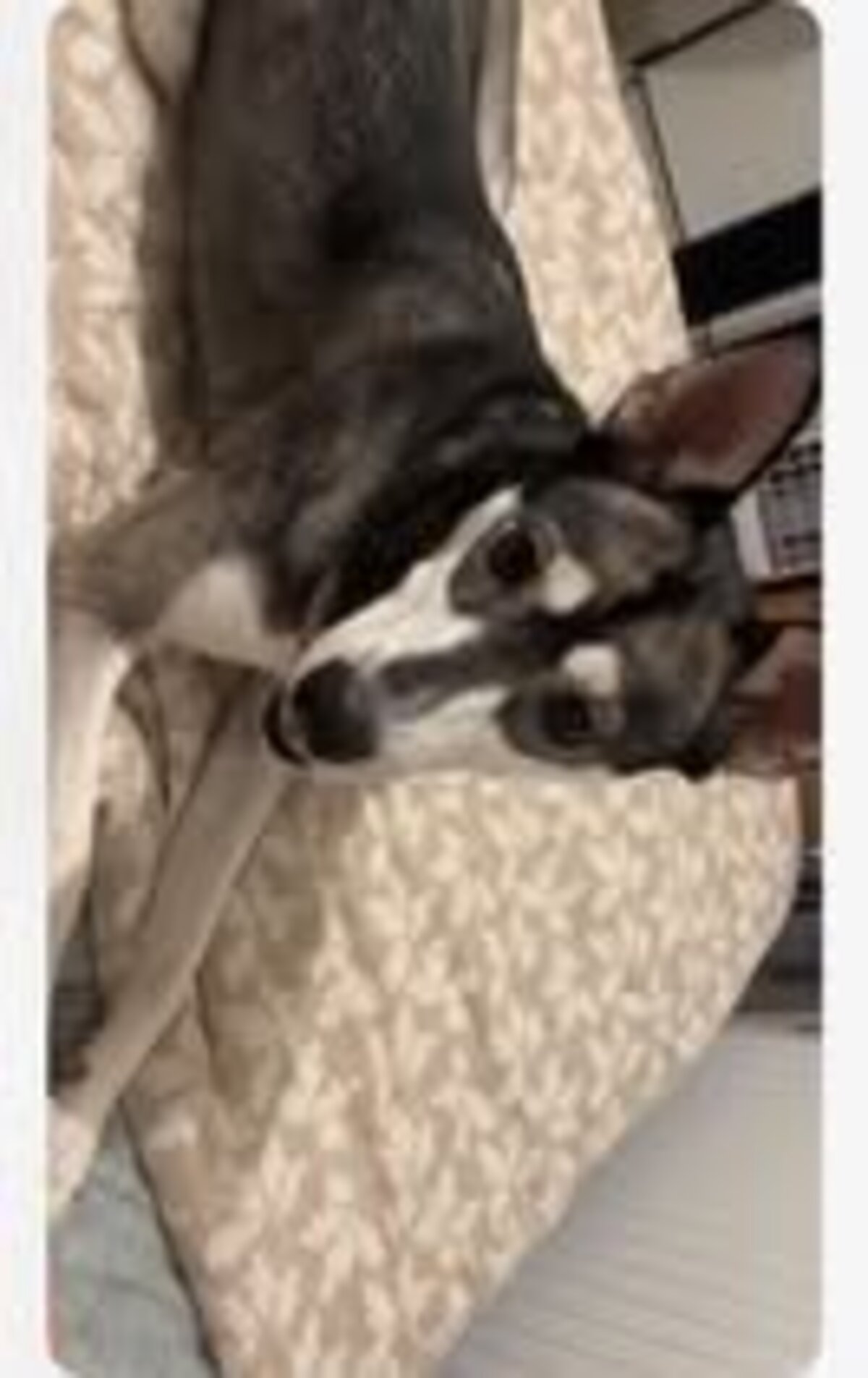 Adoption Valka