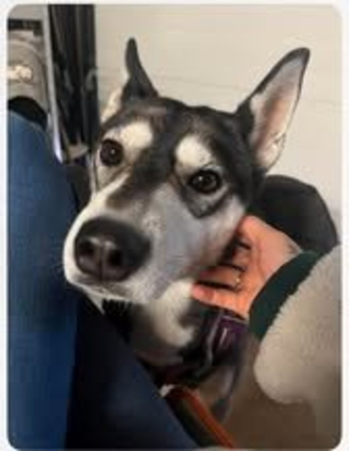 Adoption Valka