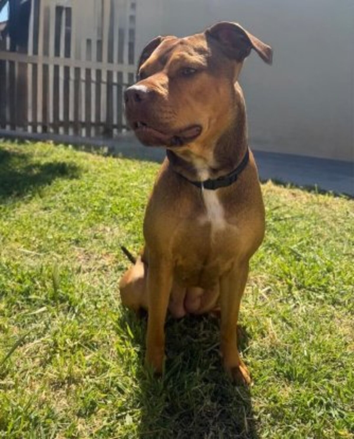Adoption Vanilla