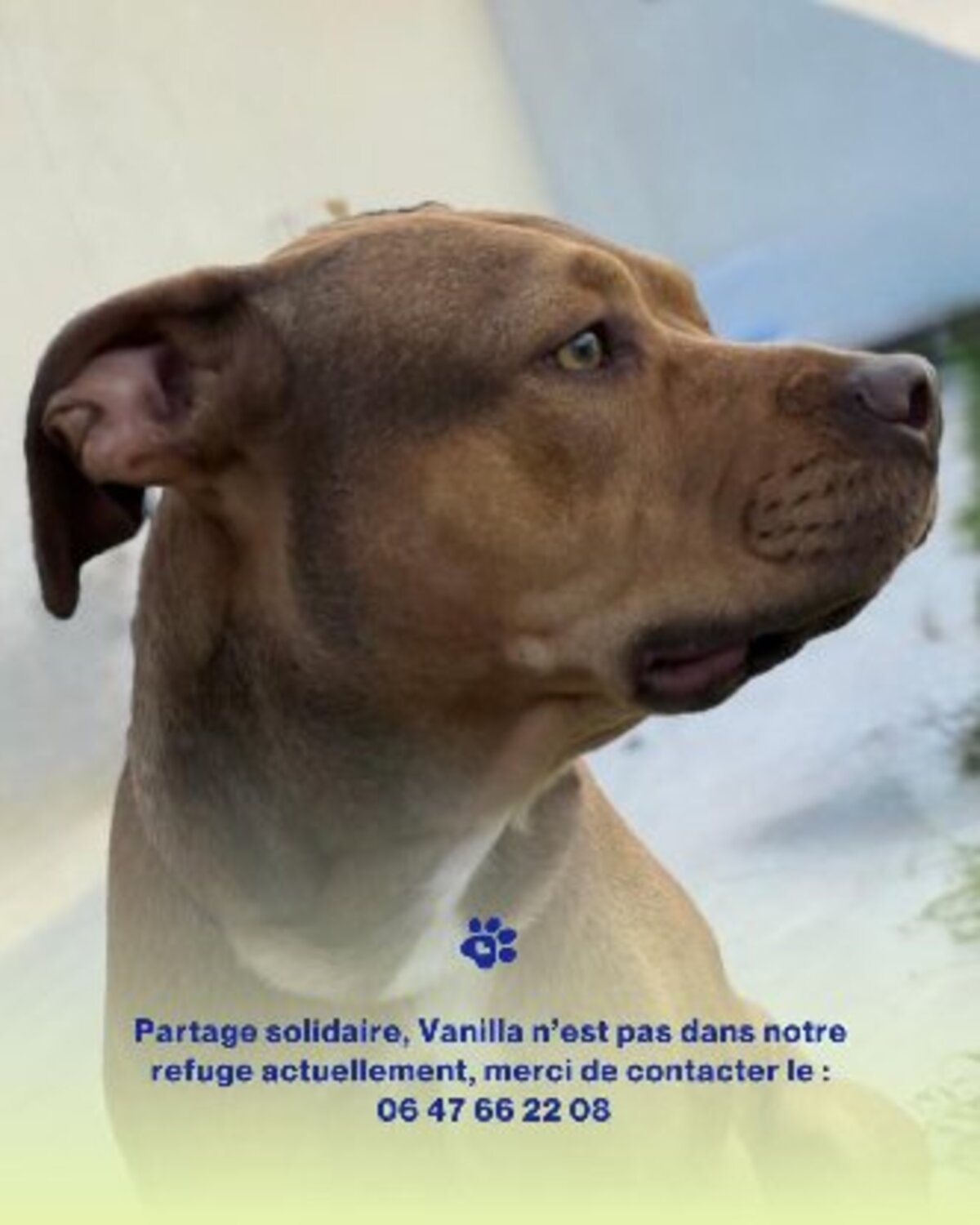 Adoption Vanilla