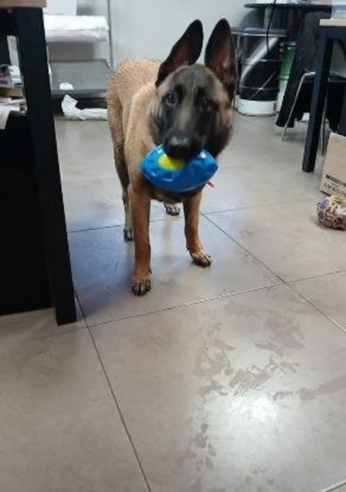 Adoption Vanille