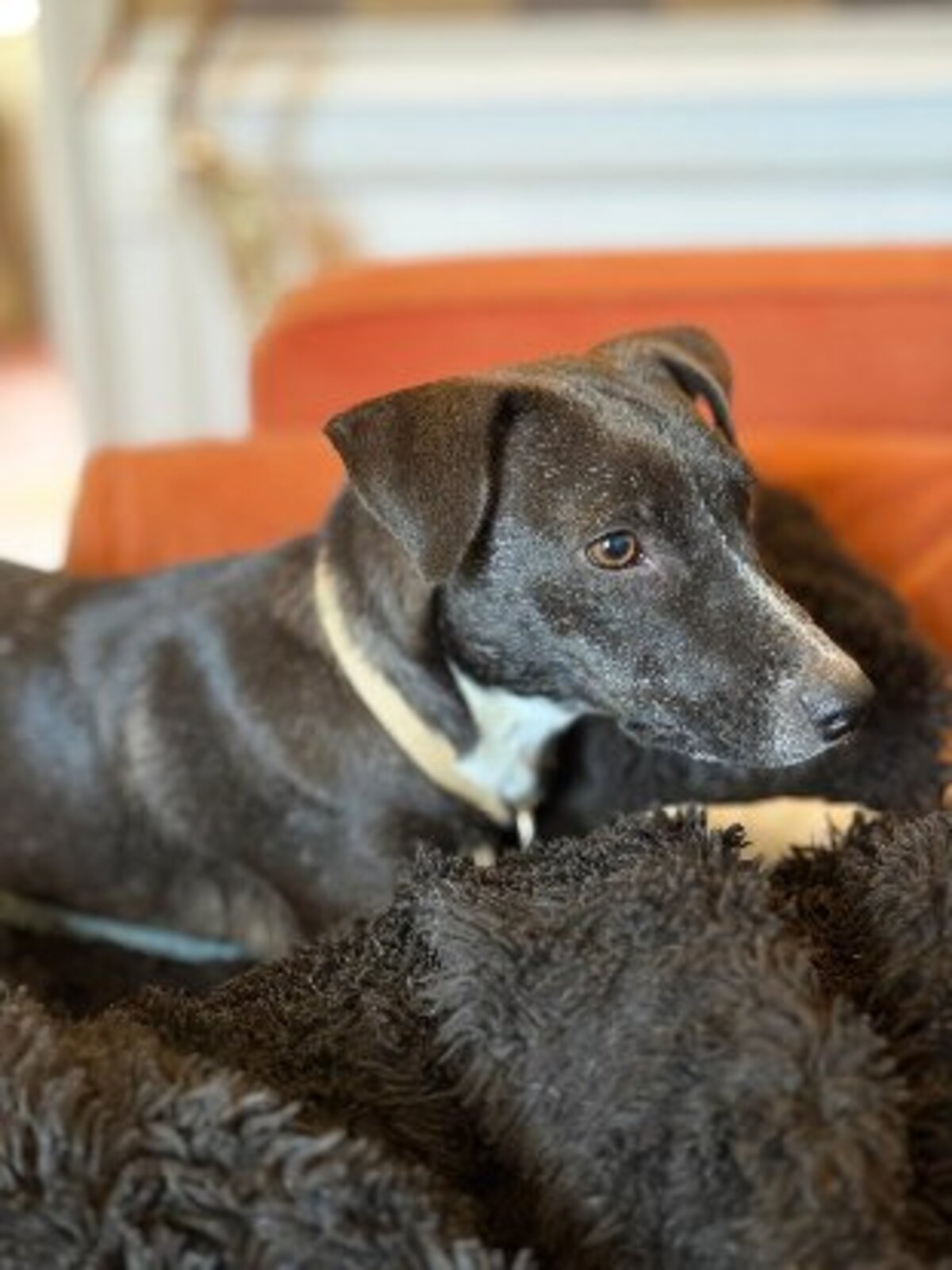 Adoption association PLUM
