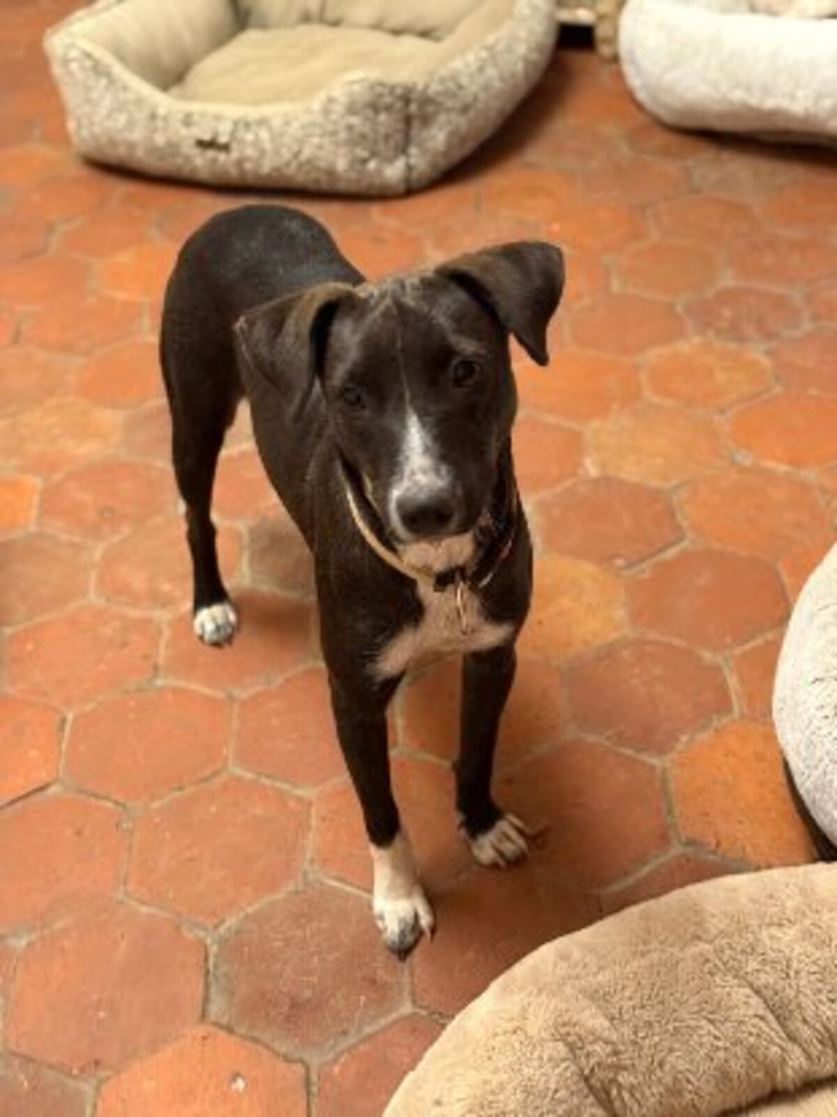 Adoption association PLUM