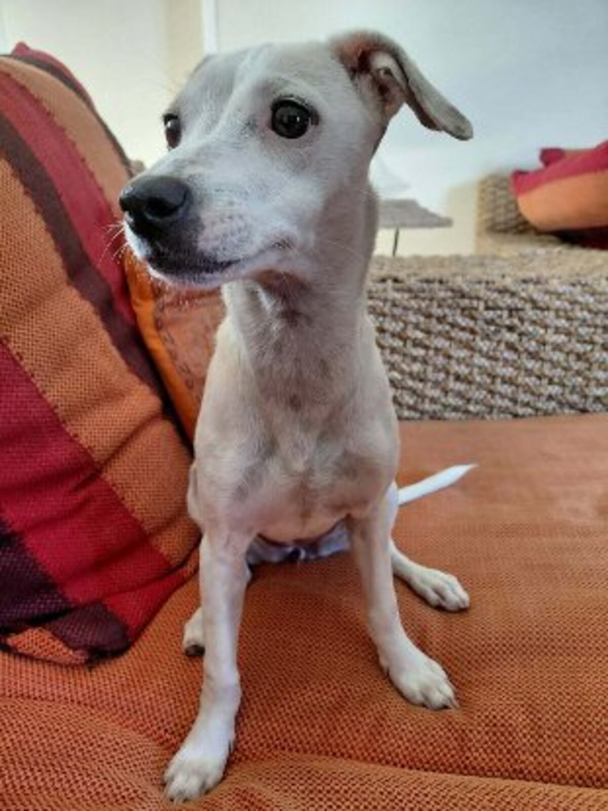 Adoption Vanille