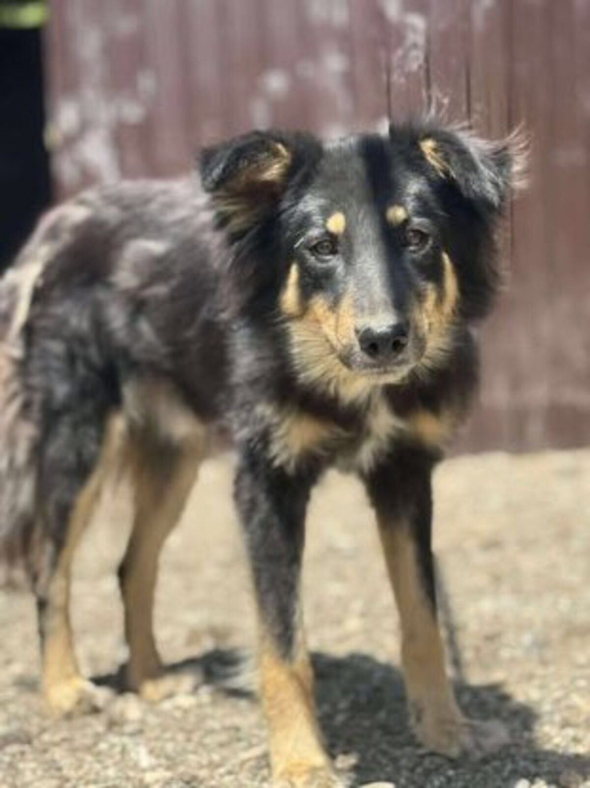 Adoption Vasco
