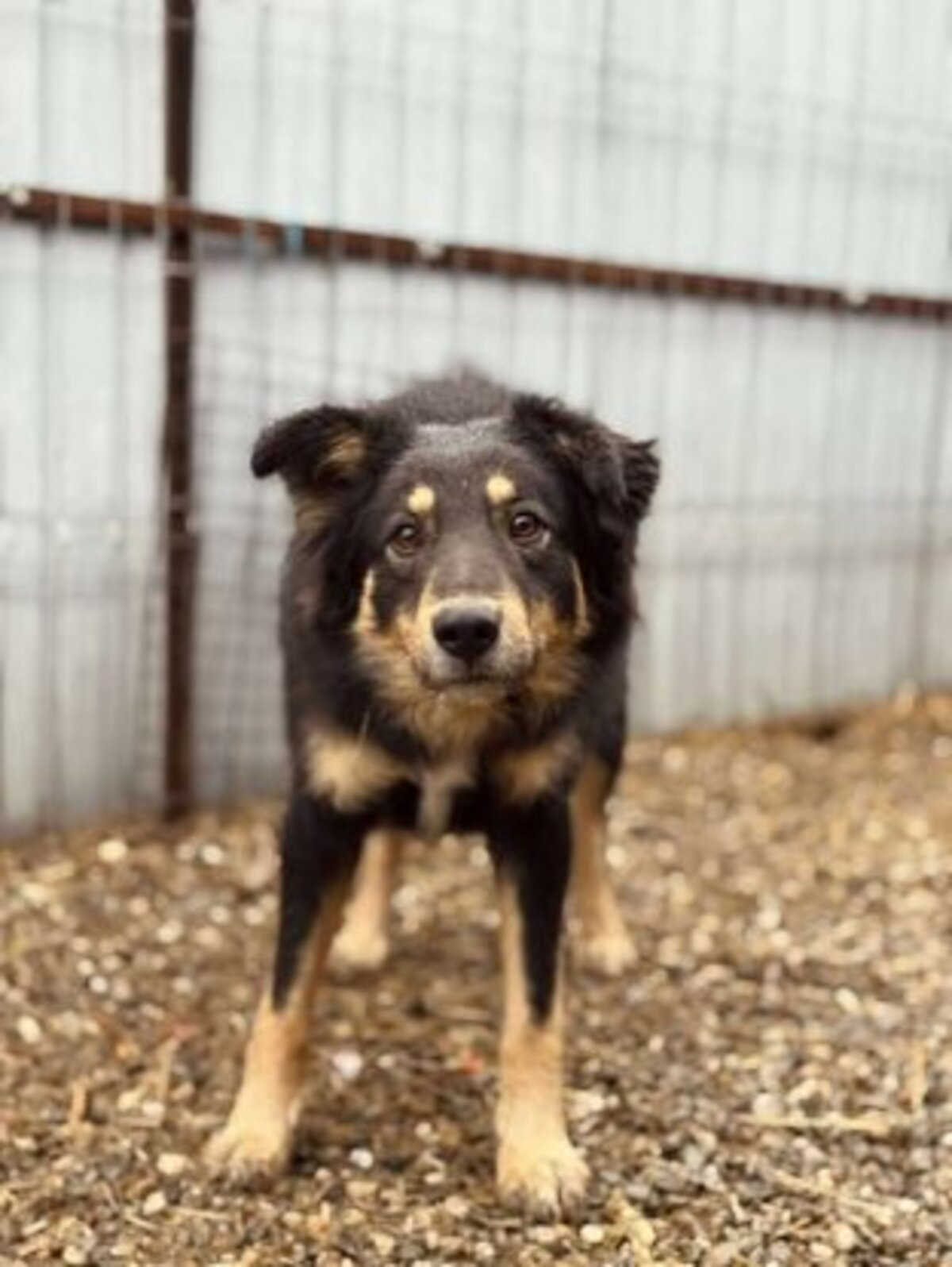 Adoption Vasco