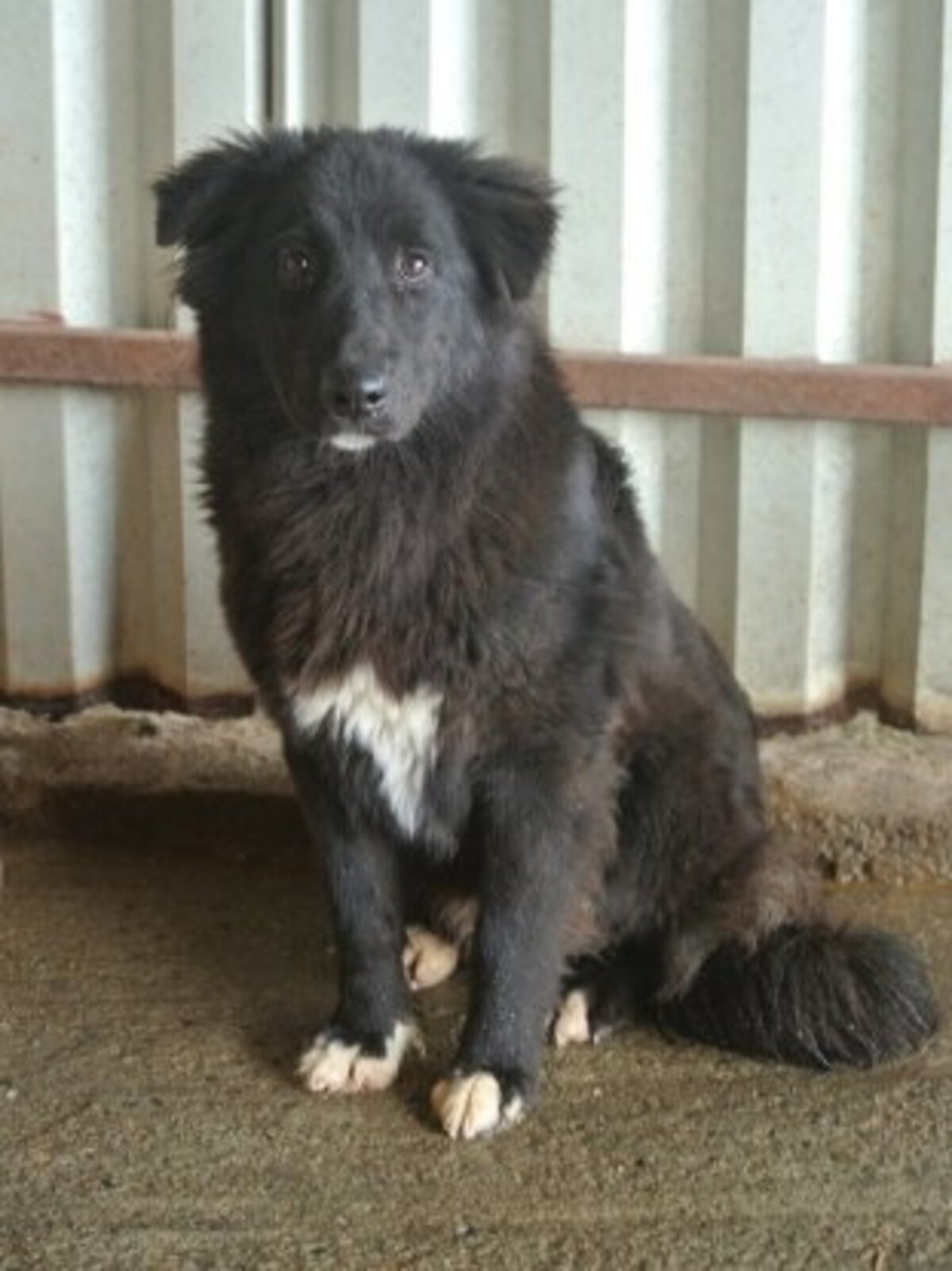 Adoption Vasco