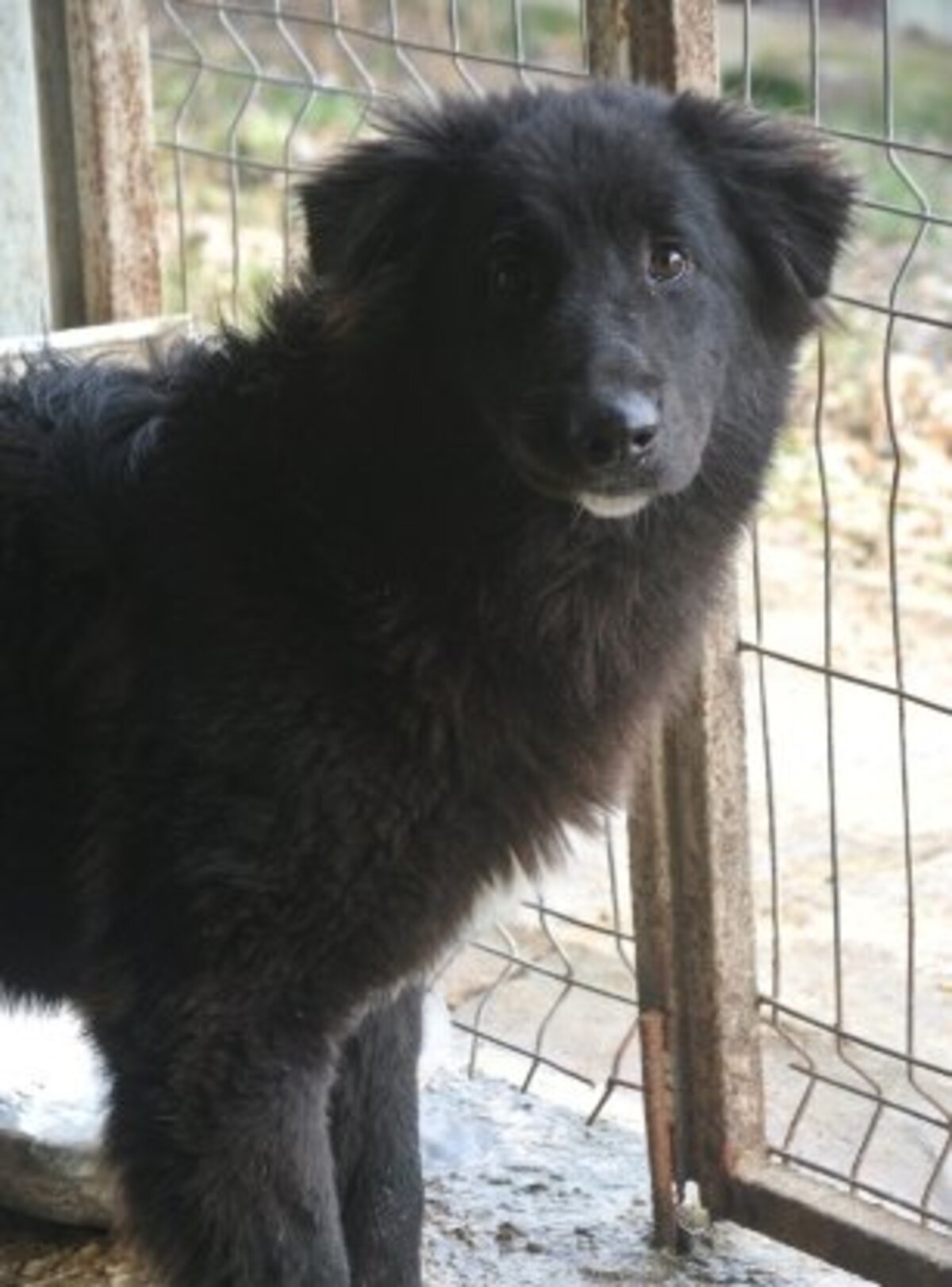 Adoption Vasco