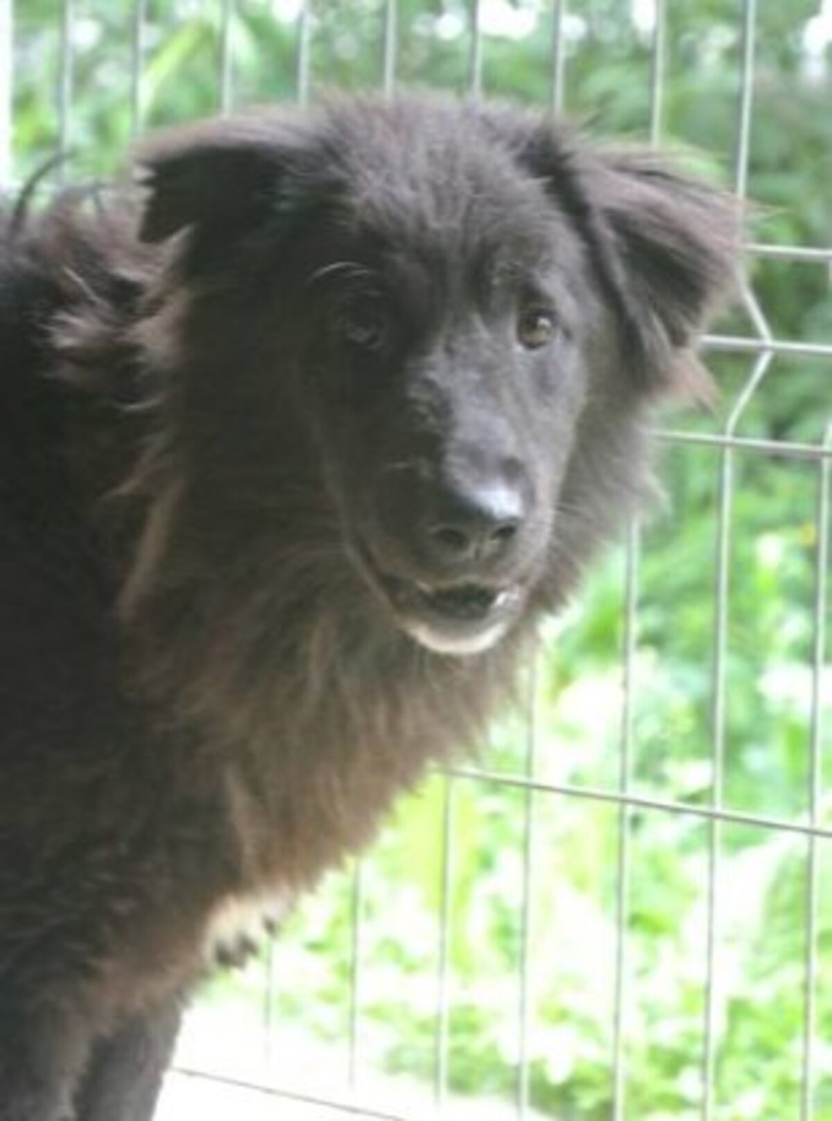 Adoption Vasco