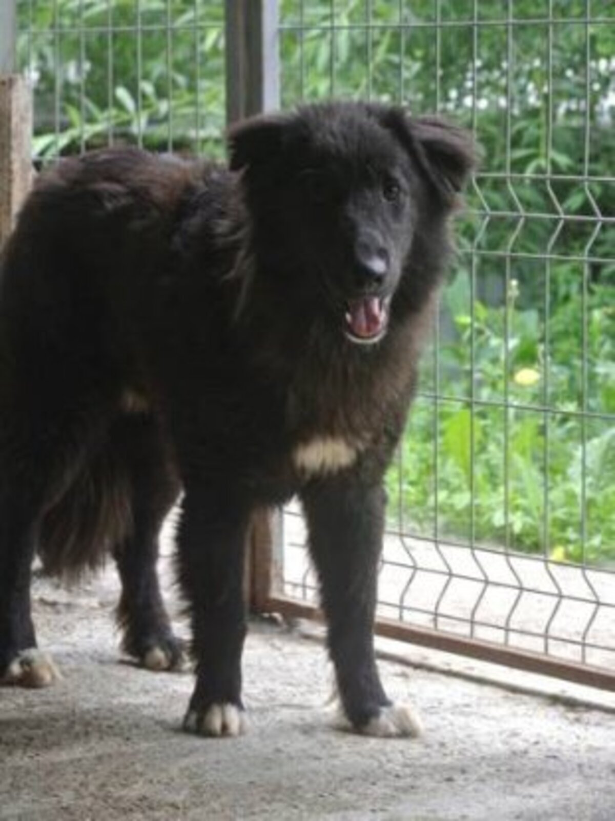 Adoption Vasco