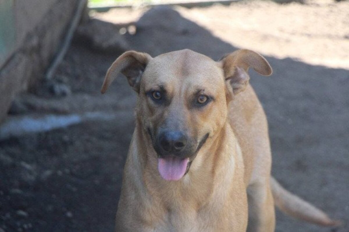 Adoption Vasco