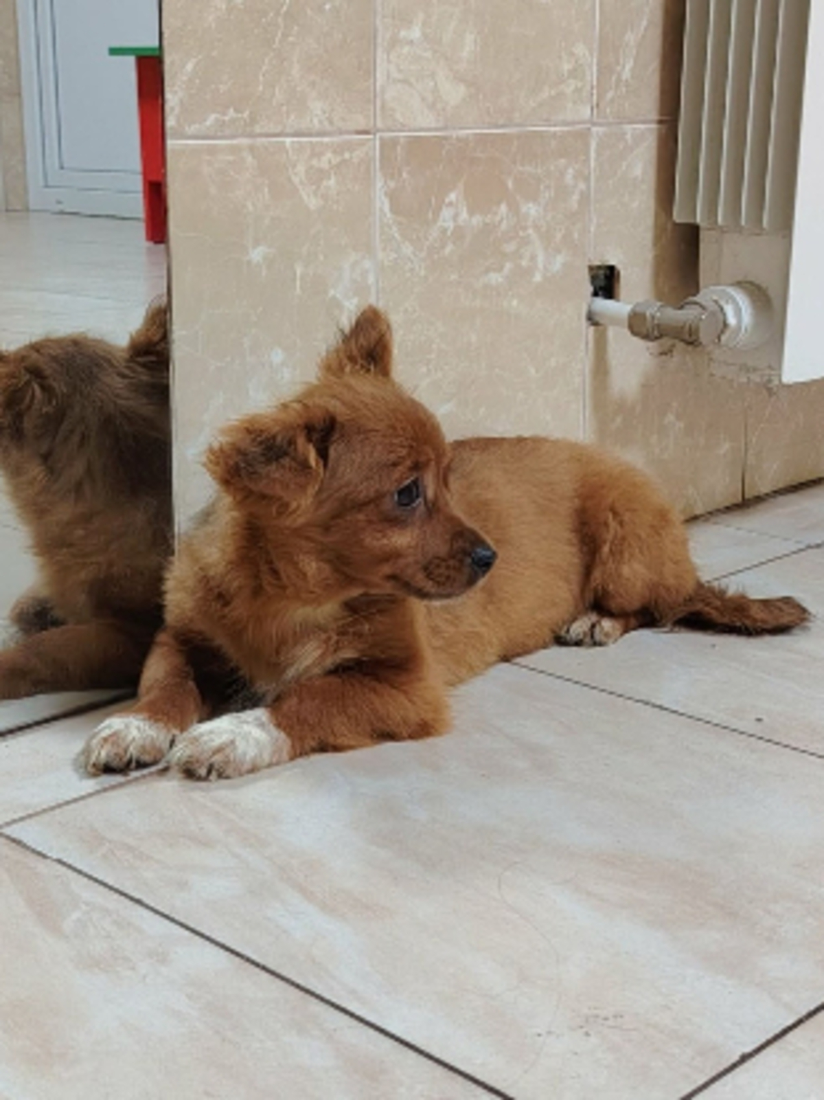 Adoption Vega