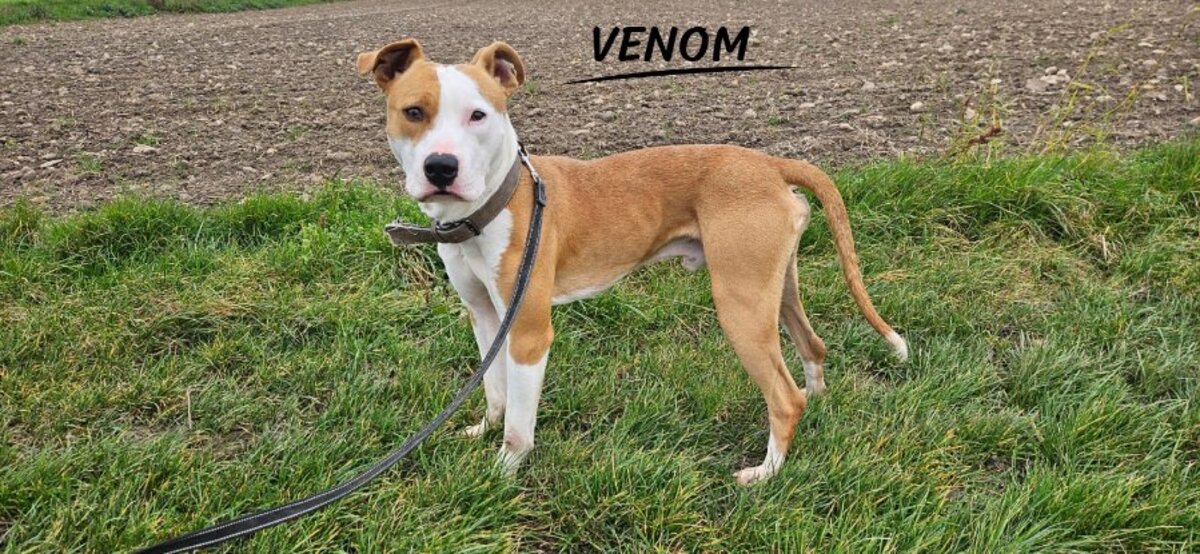 Adoption Venom