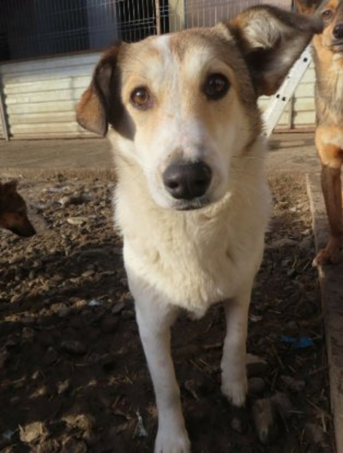Adoption Venus