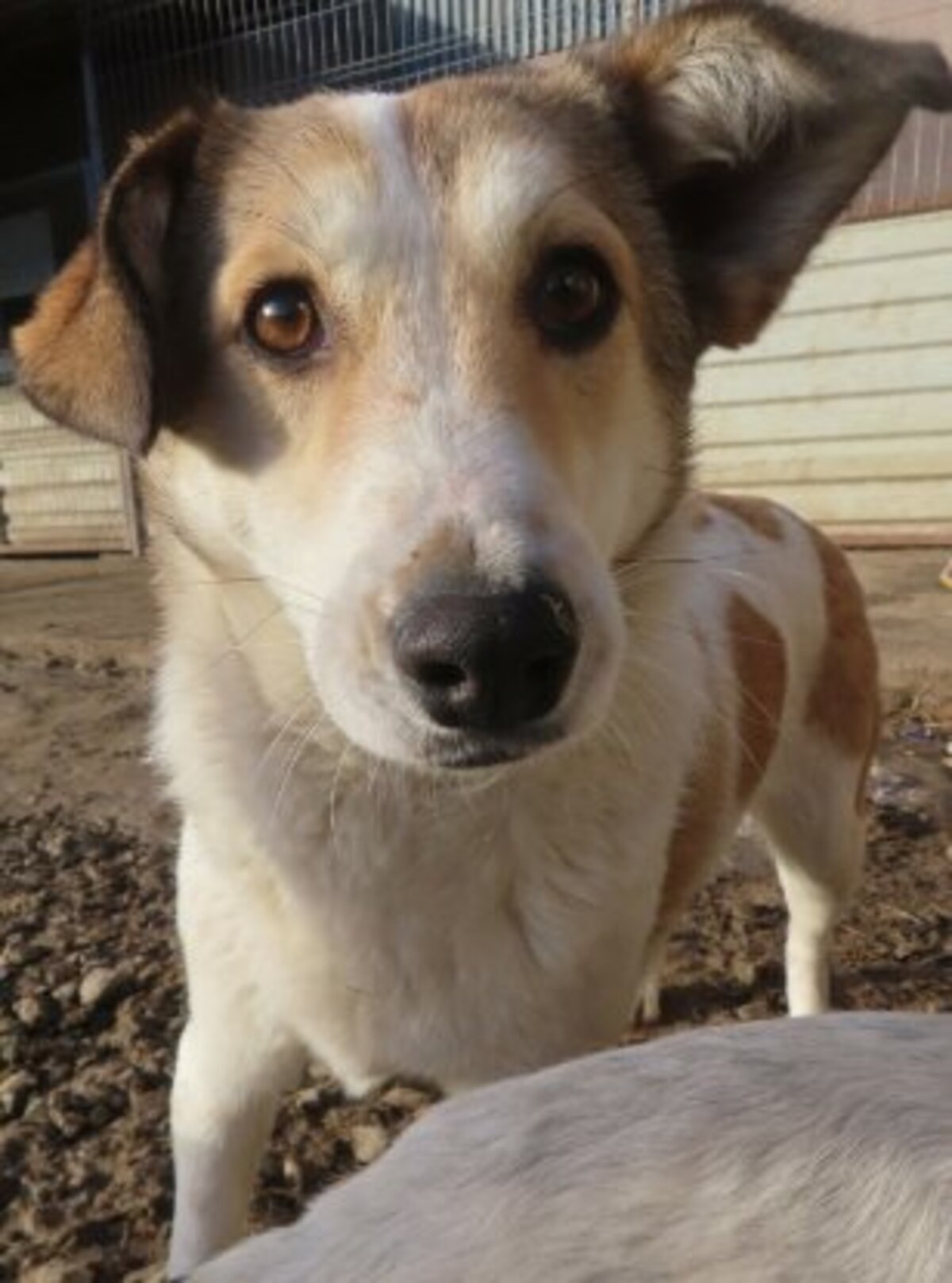 Adoption Venus
