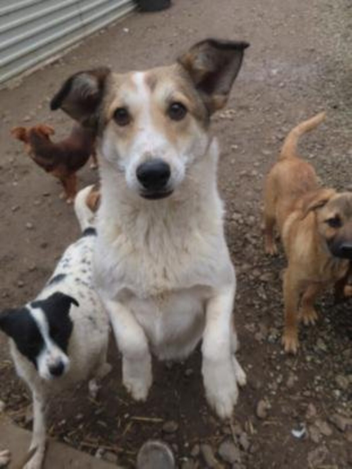 Adoption Venus