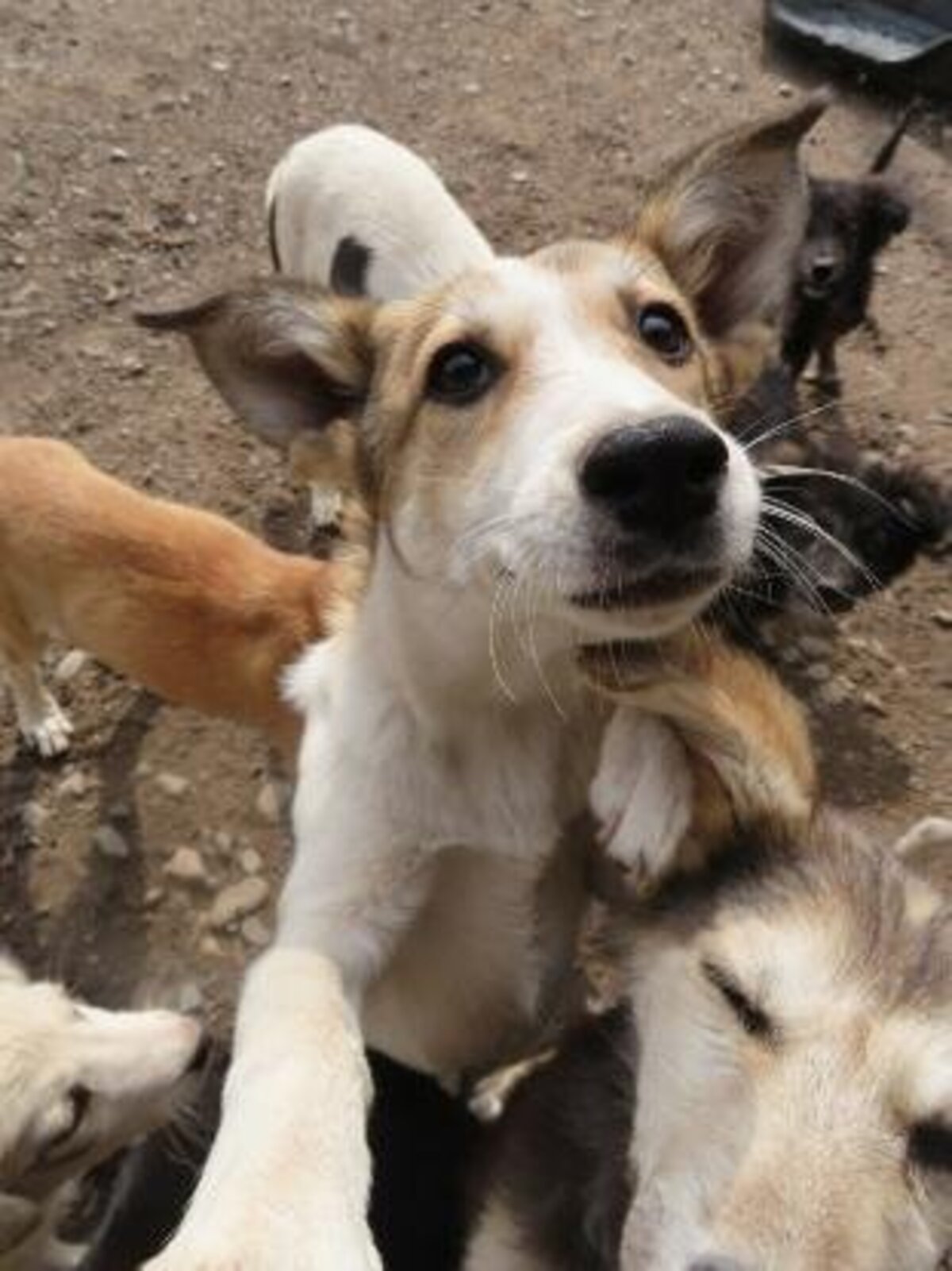 Adoption Venus