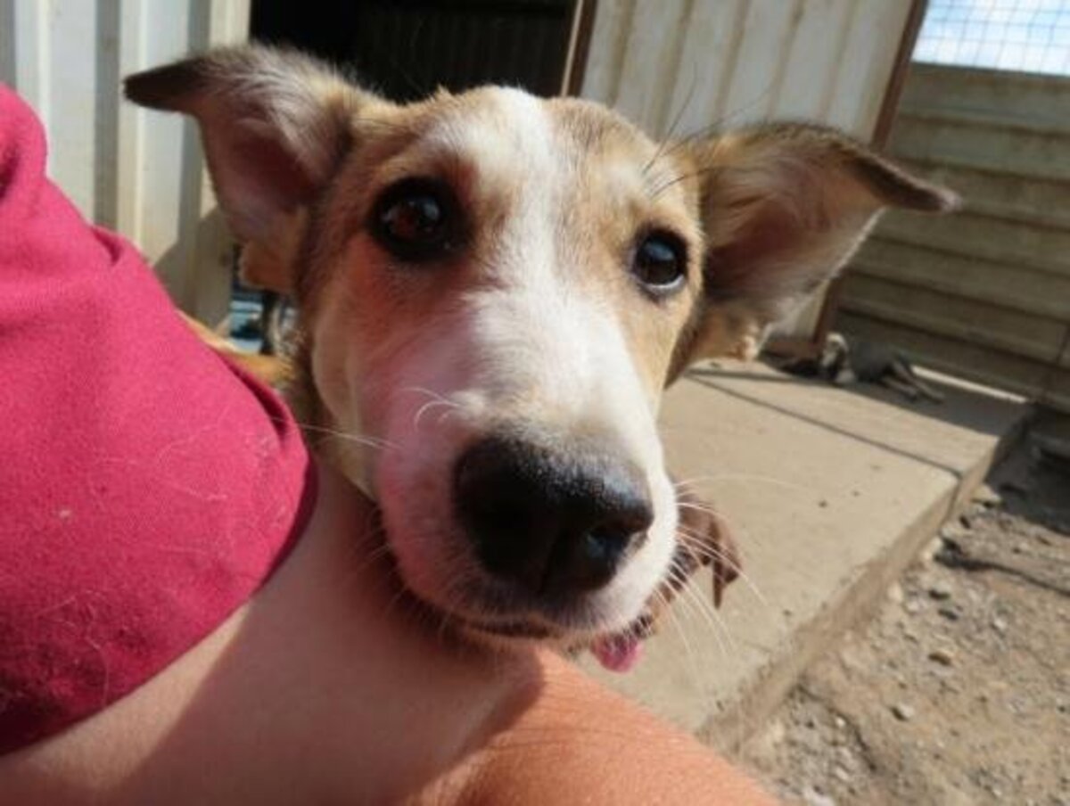 Adoption Venus