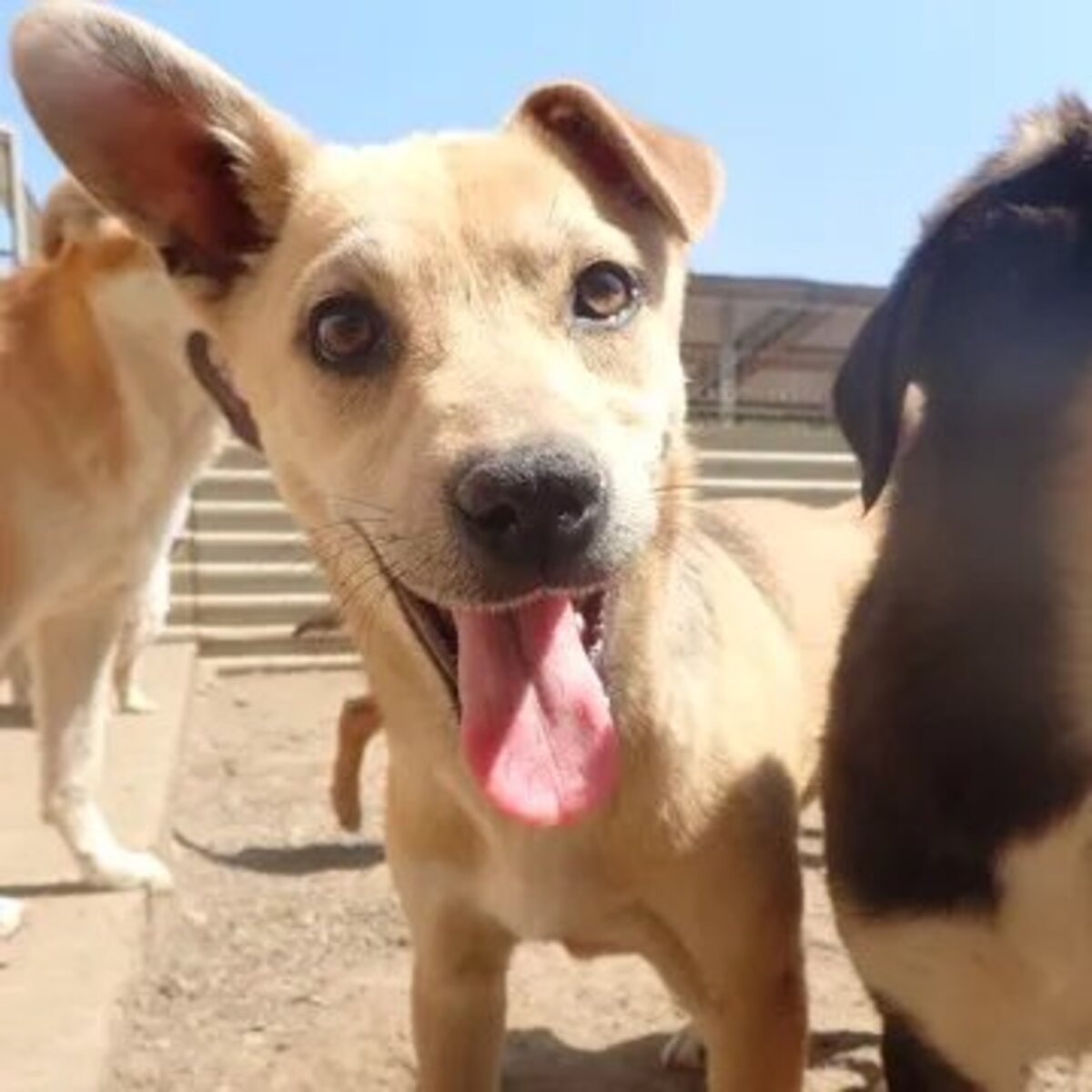 Adoption Vermeille