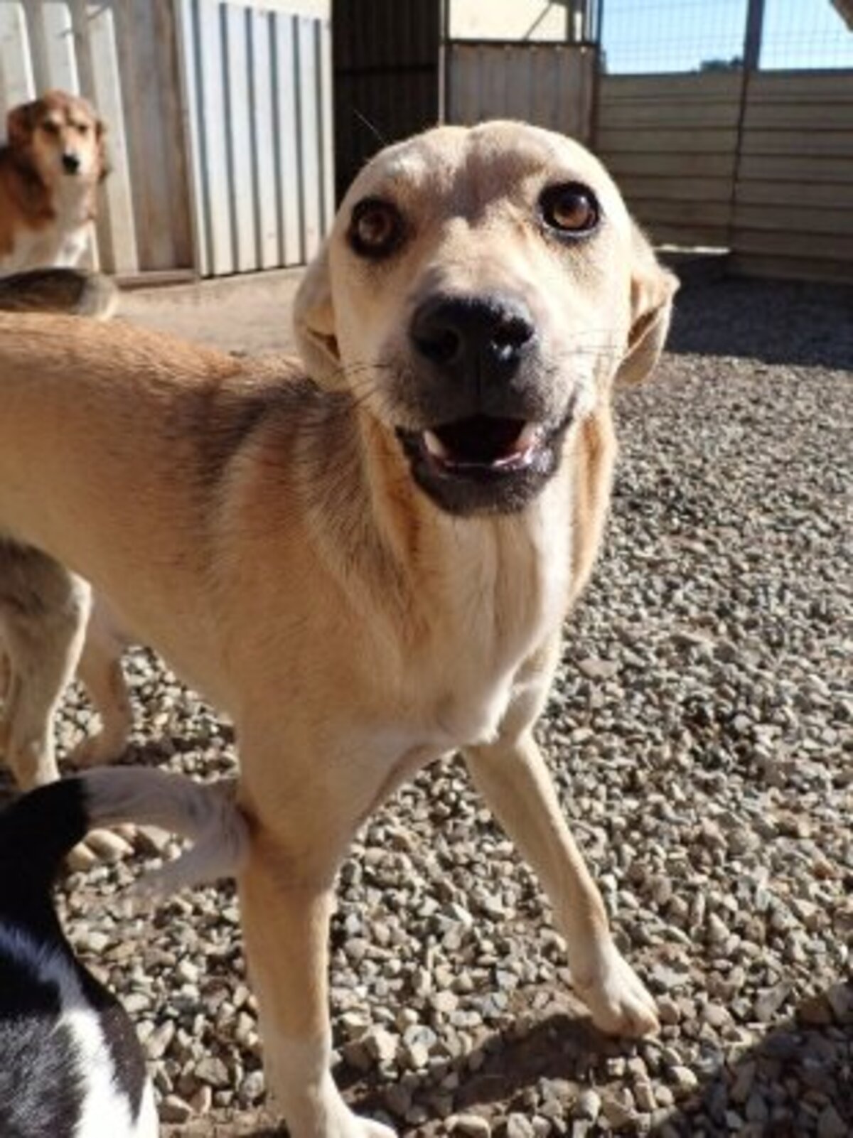 Adoption Vermeille
