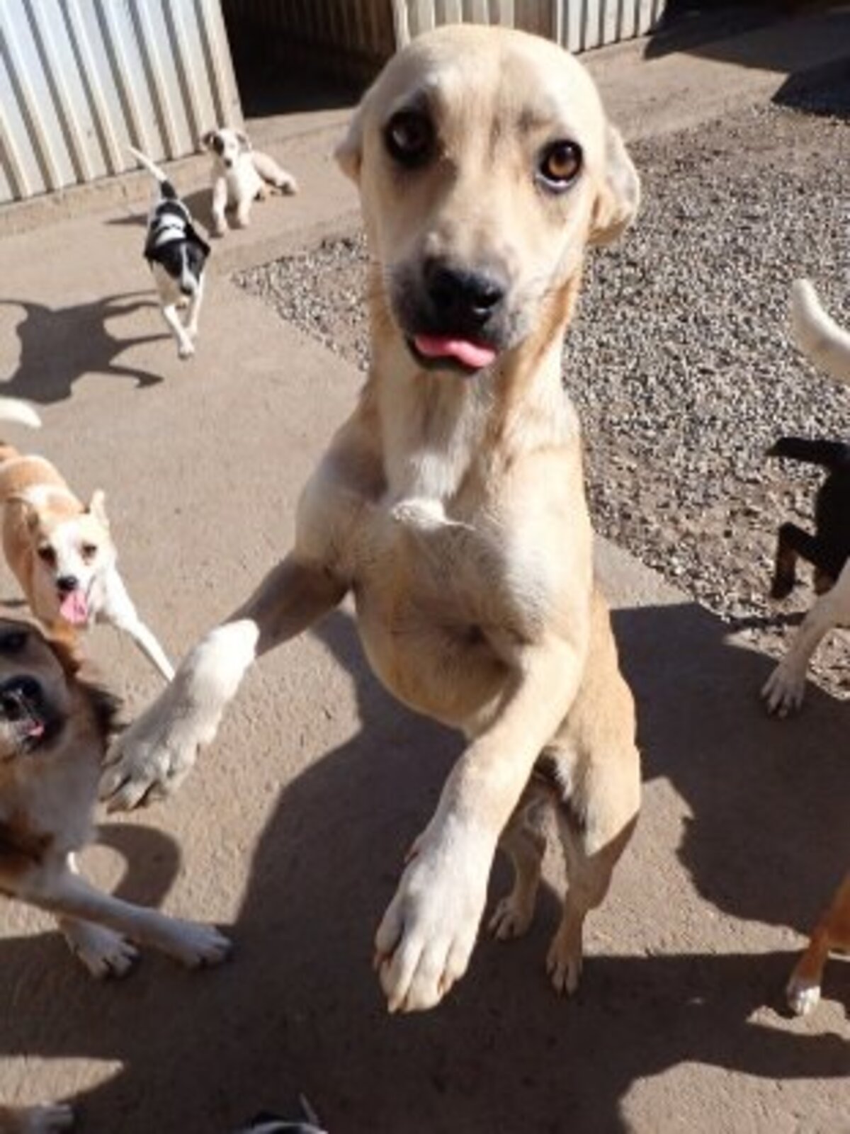 Adoption Vermeille
