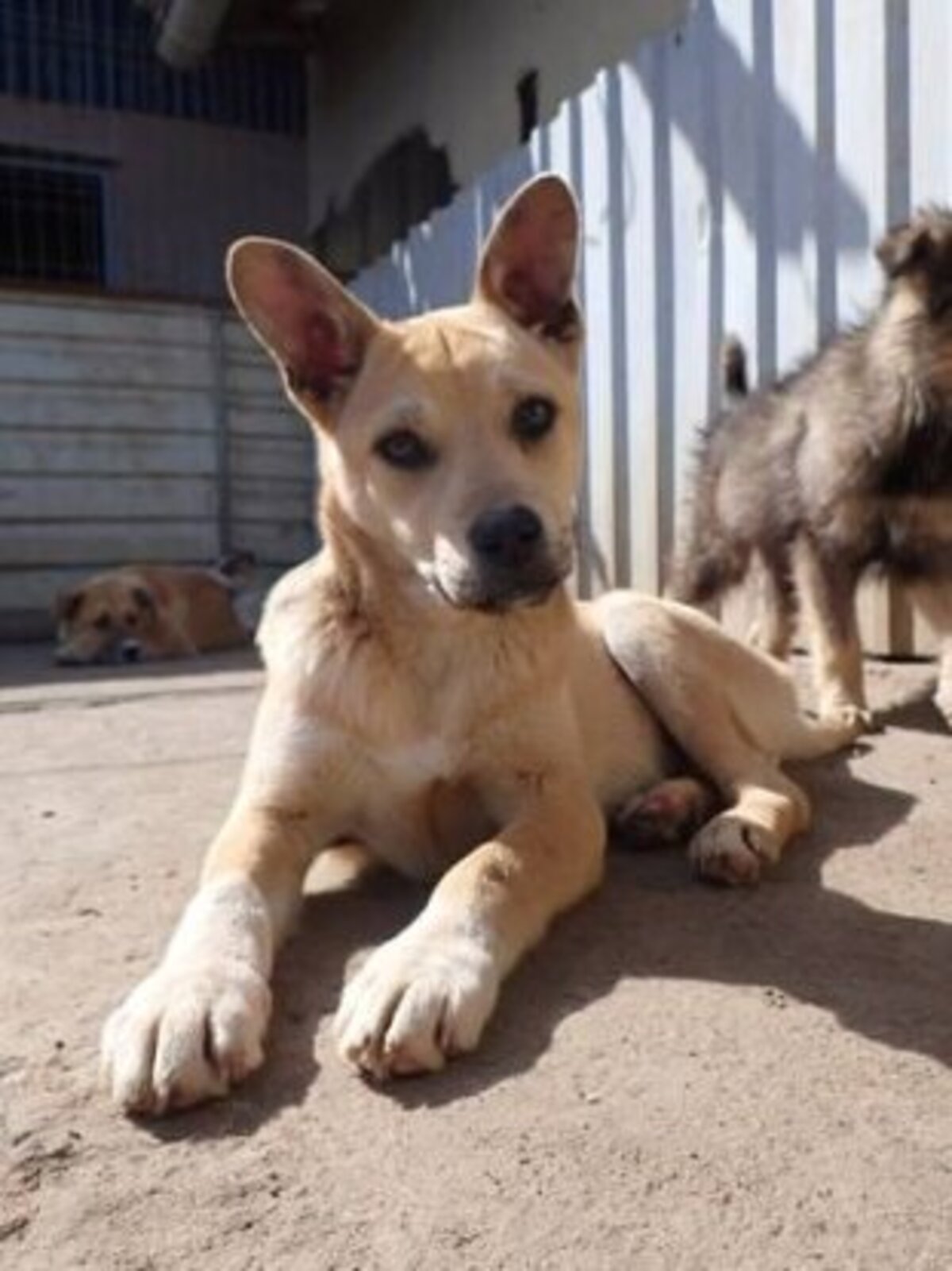 Adoption Vermeille