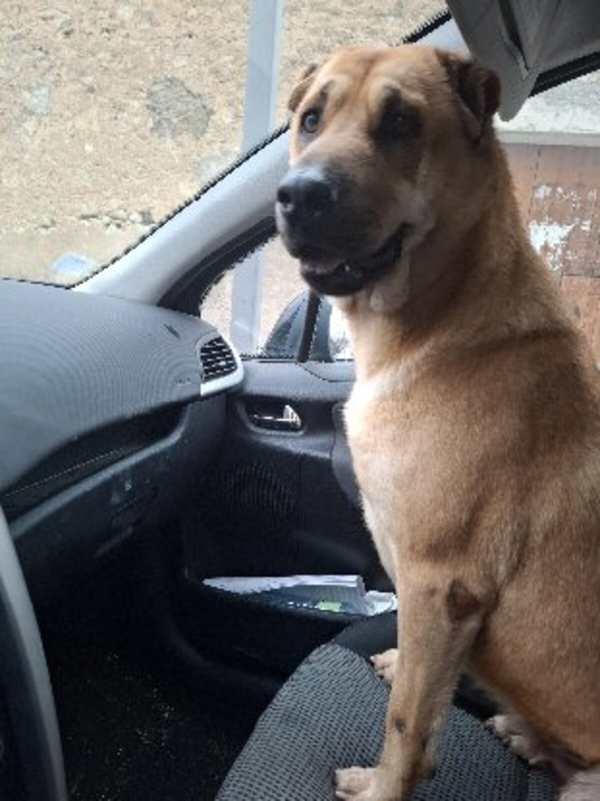 Adoption Vichy
