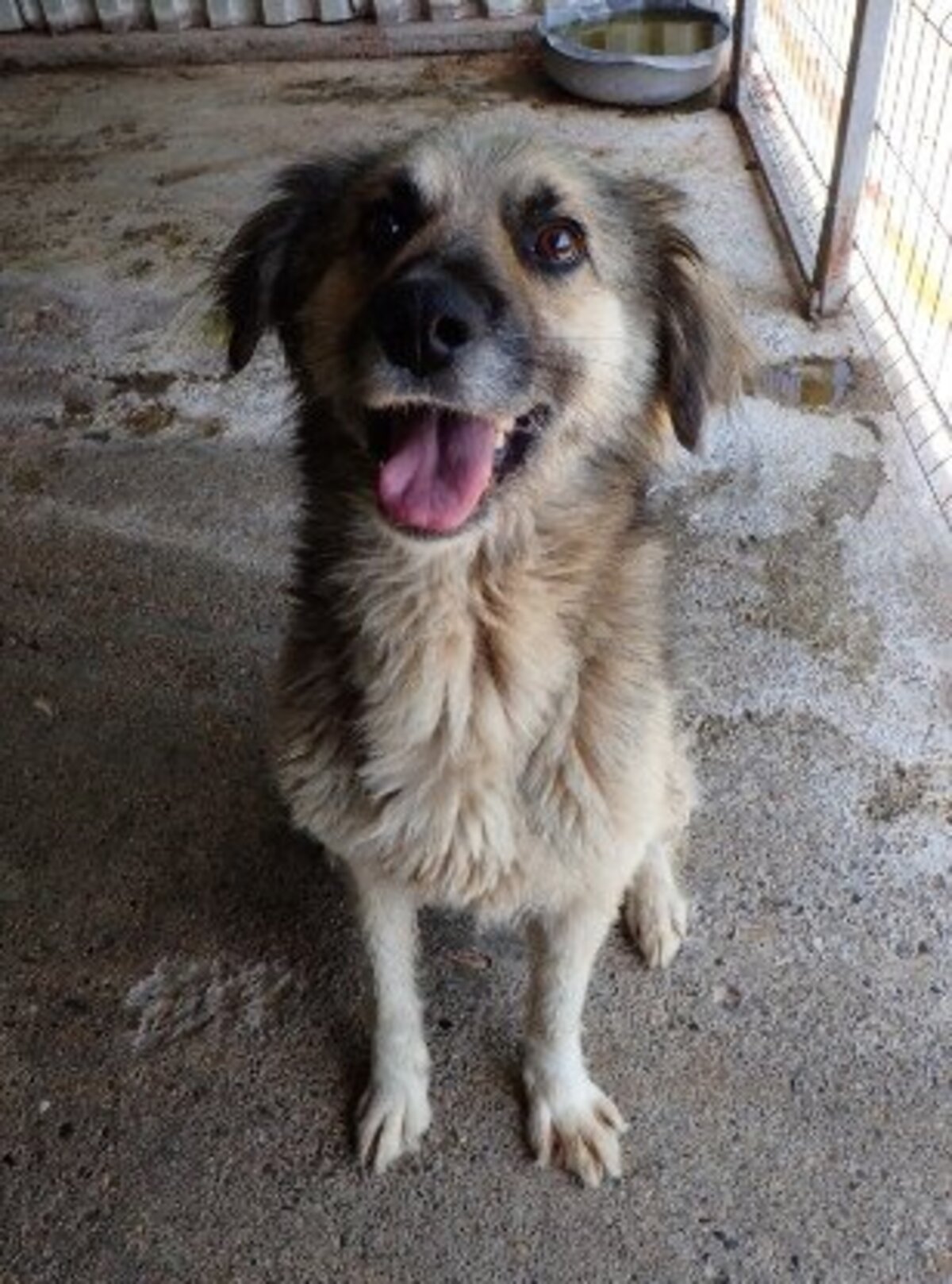 Adoption Victor