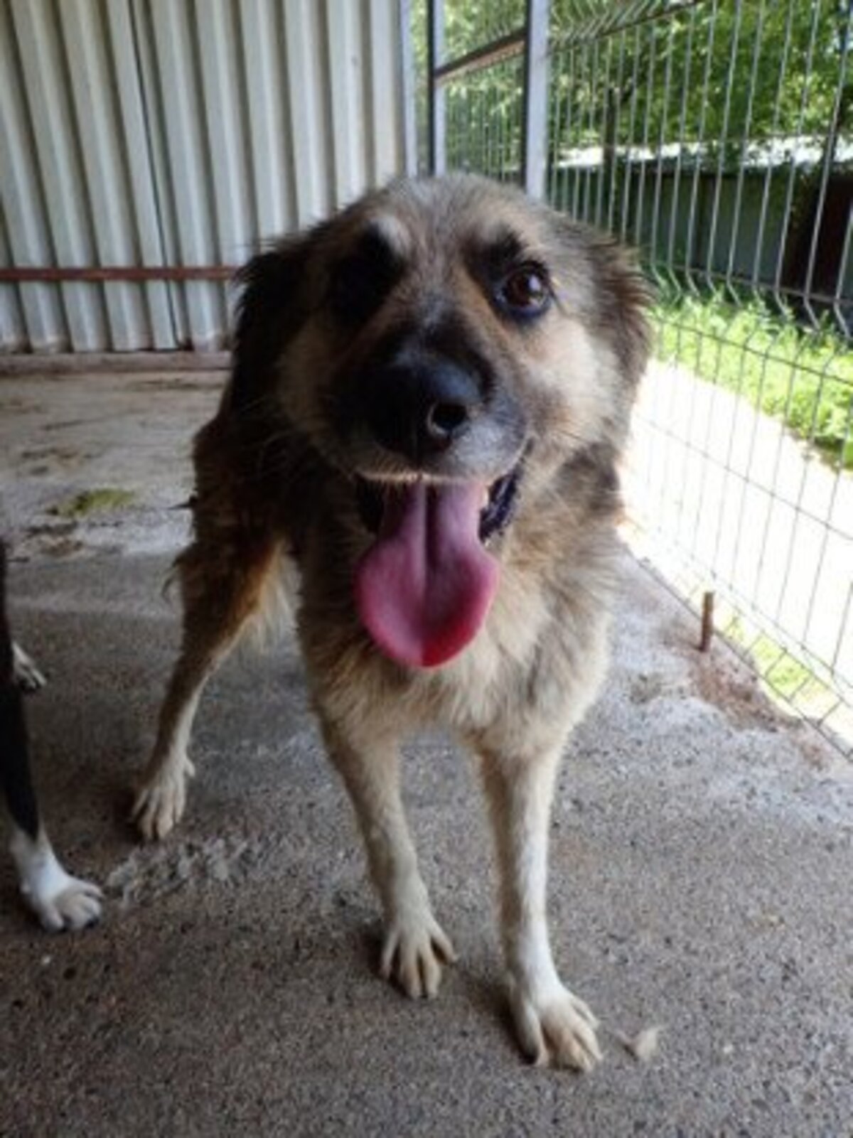 Adoption Victor