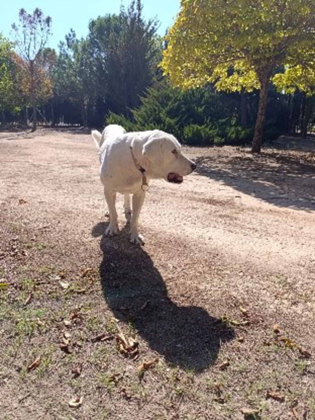 Adoption Vida