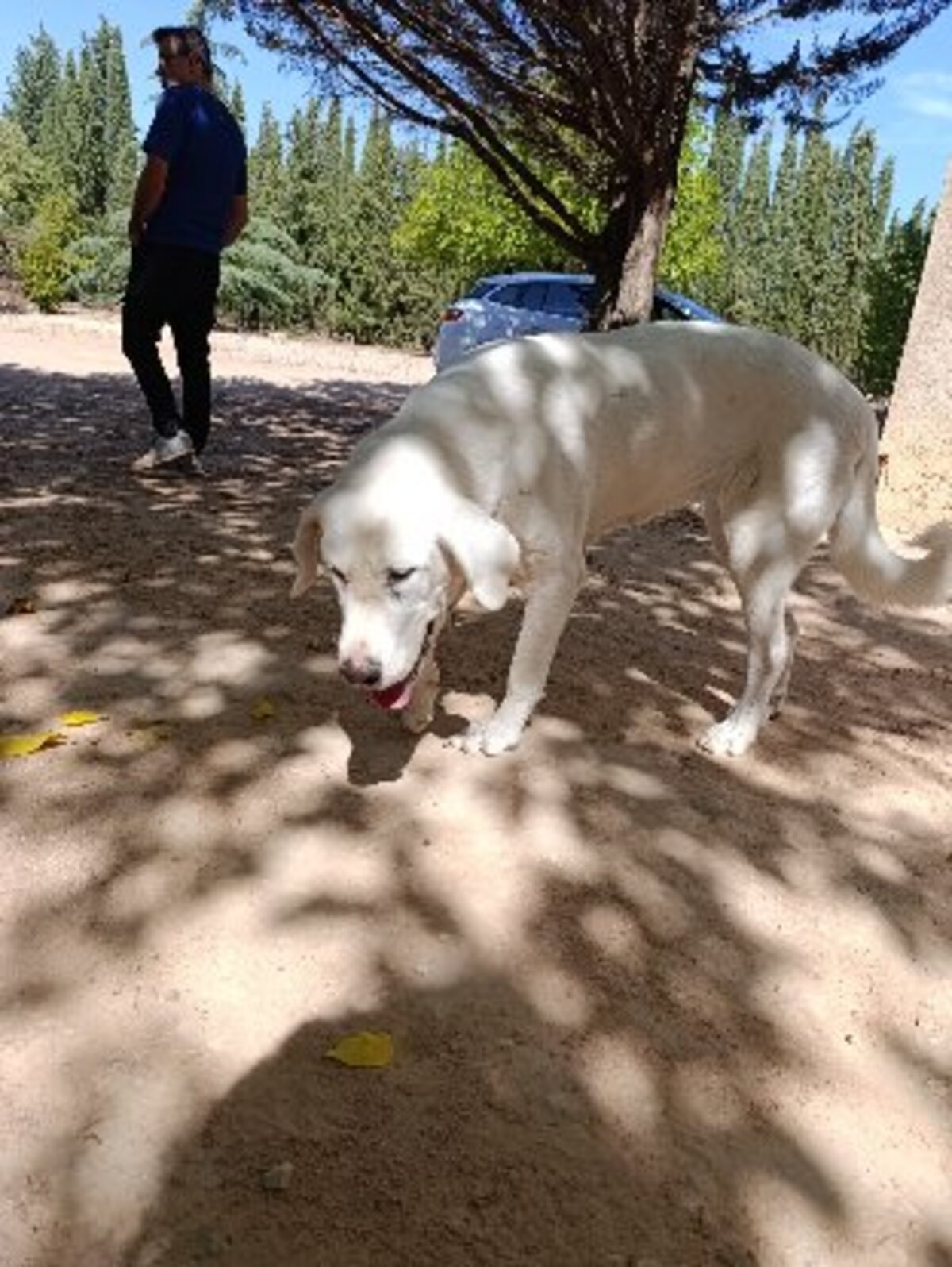 Adoption Vida