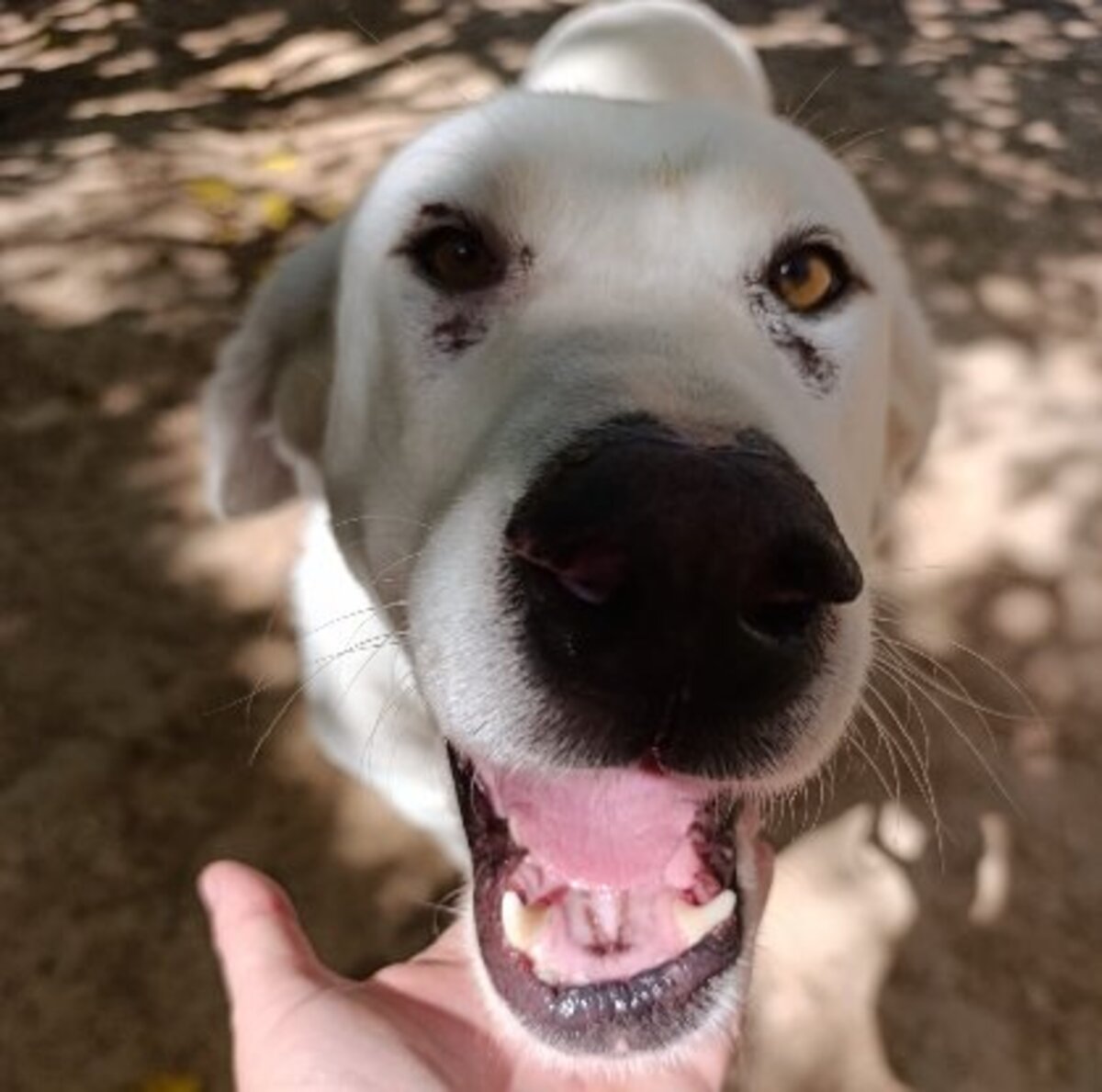 Adoption Vida