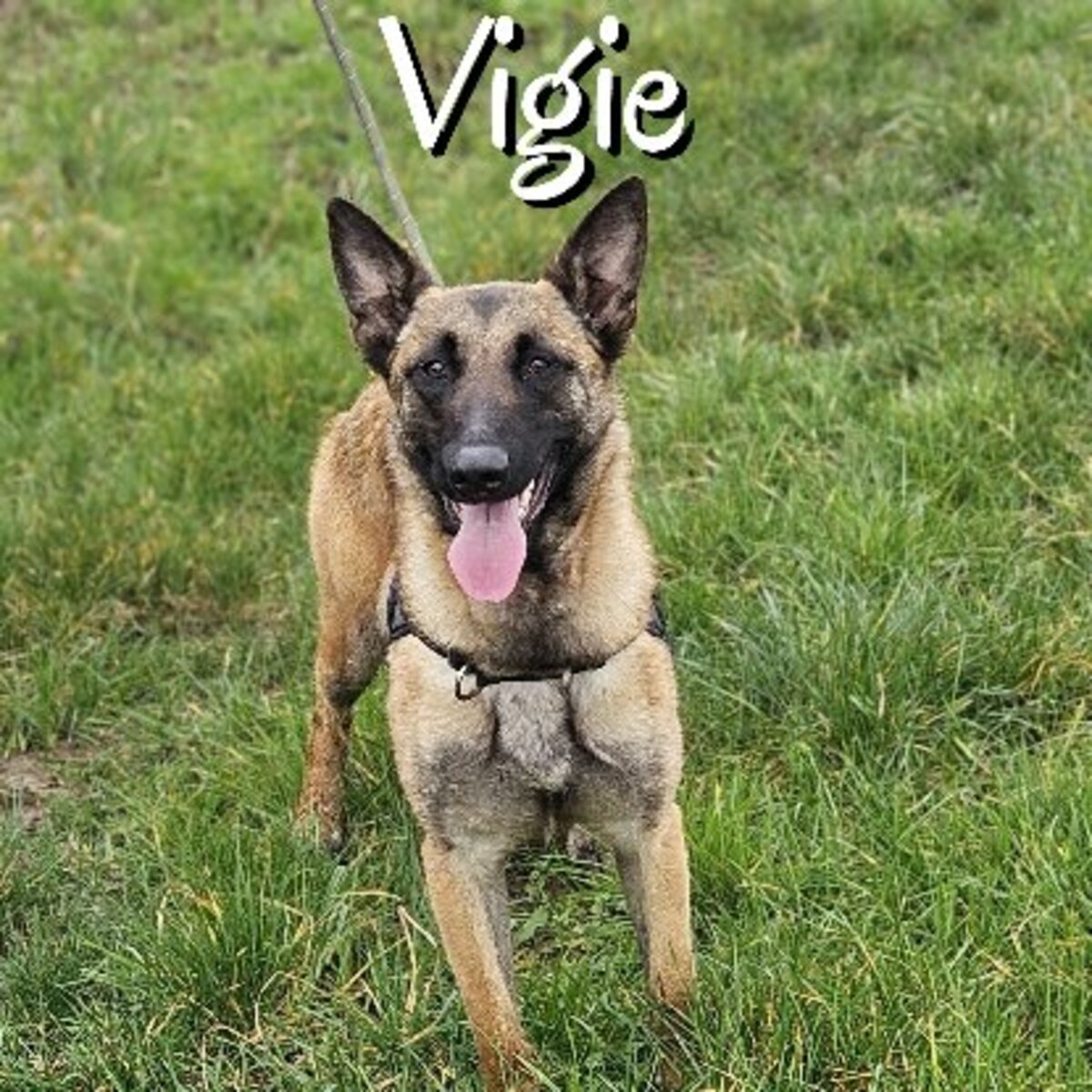 Adoption Vigie
