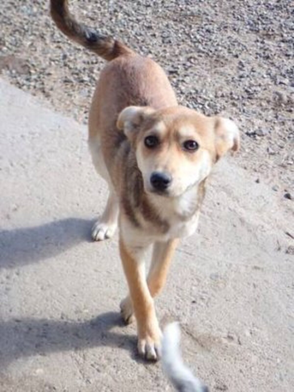 Adoption Vitanie