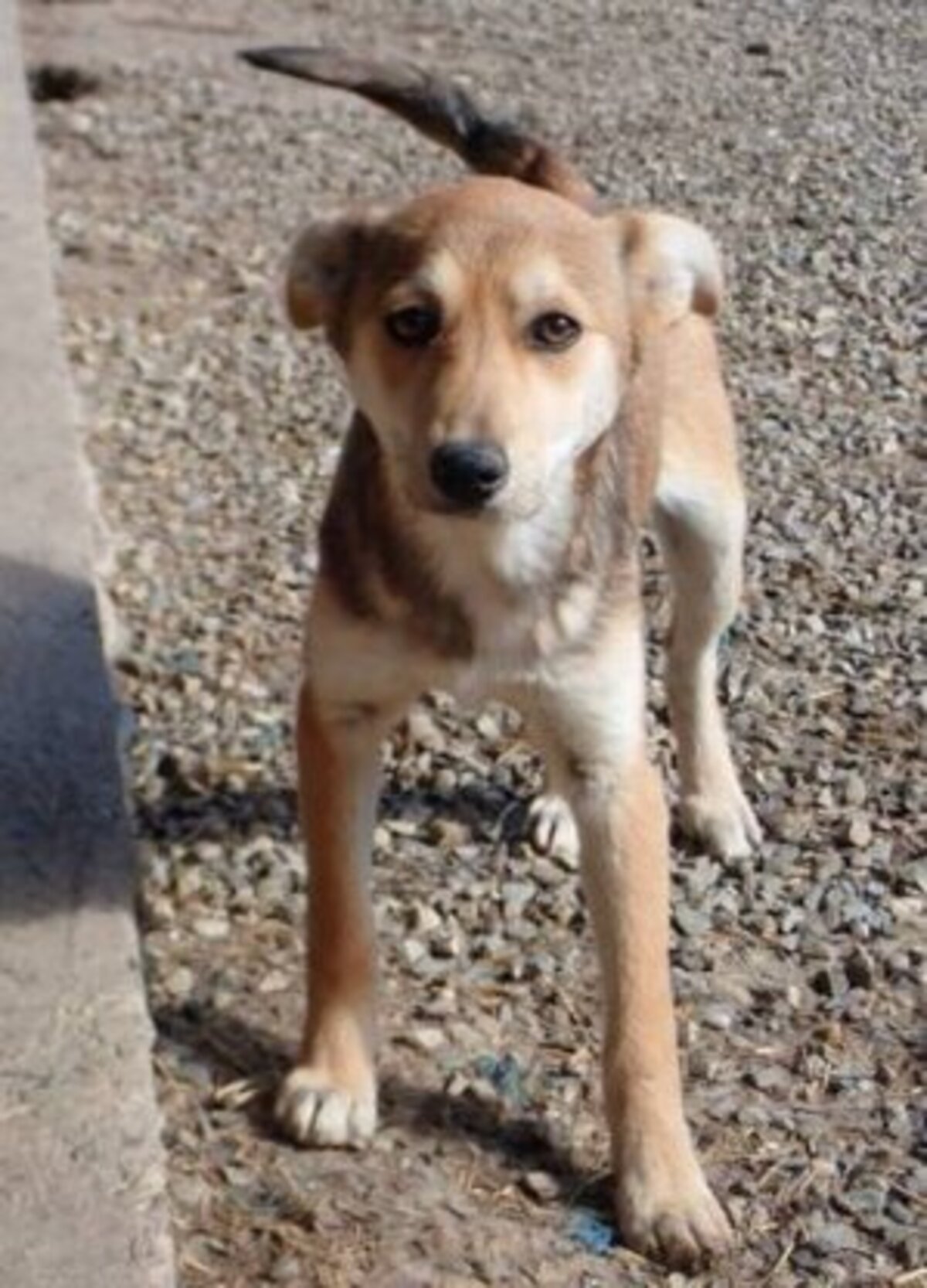 Adoption Vitanie